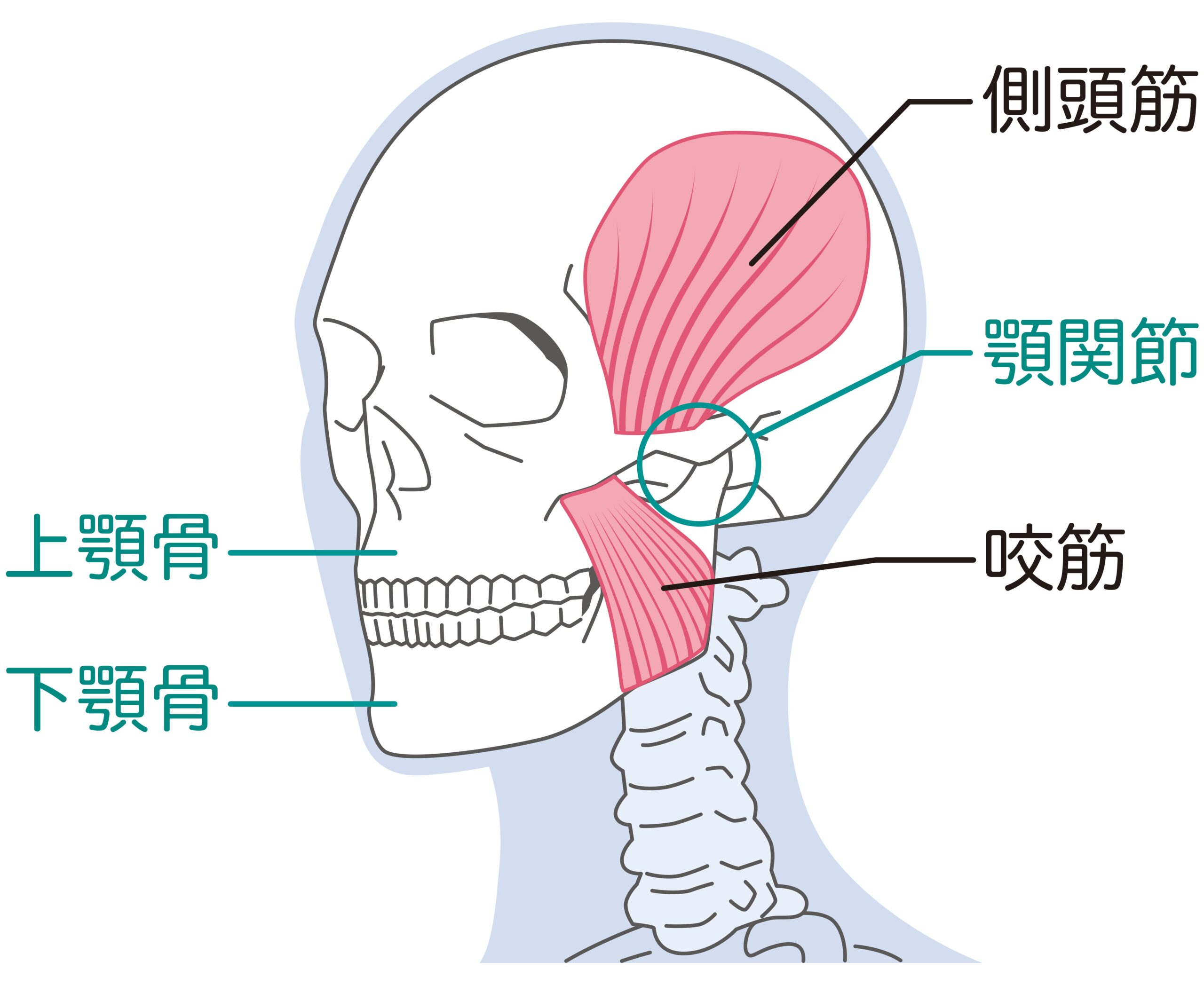 耳の上を押すと痛い原因を解明！側頭筋コリや危険な疾患の見分け方