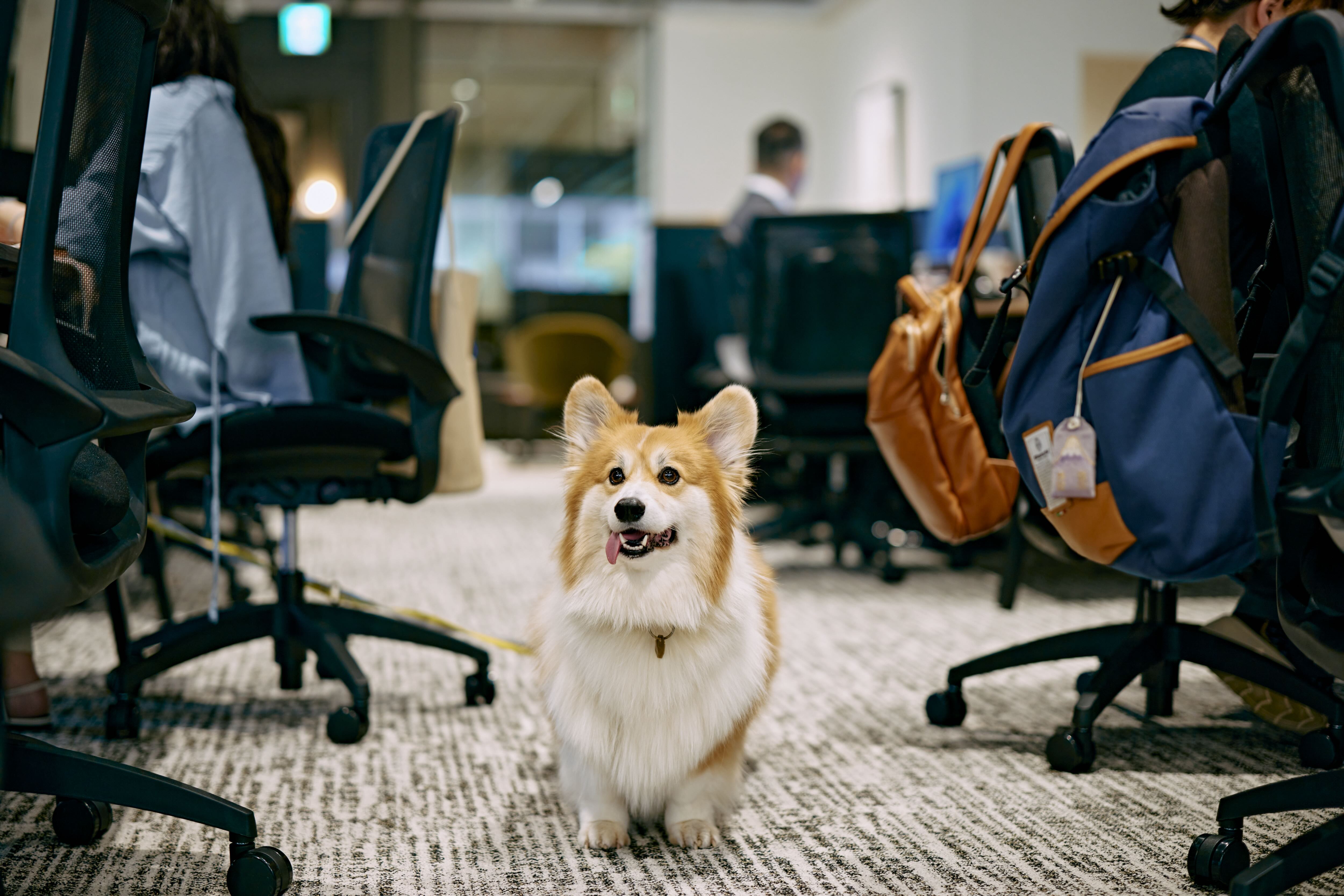 犬社員が職場を変える！驚きの効果と企業の導入事例を徹底解剖