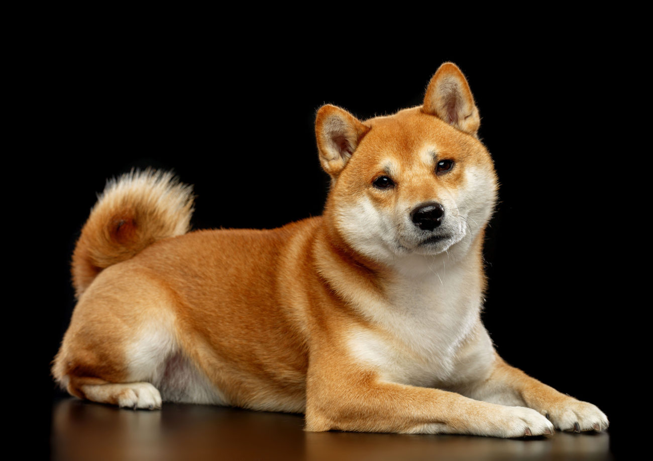 なぜ柴犬顔の男に沼る？女性を虜にする顔の特徴と代表芸能人を徹底解説