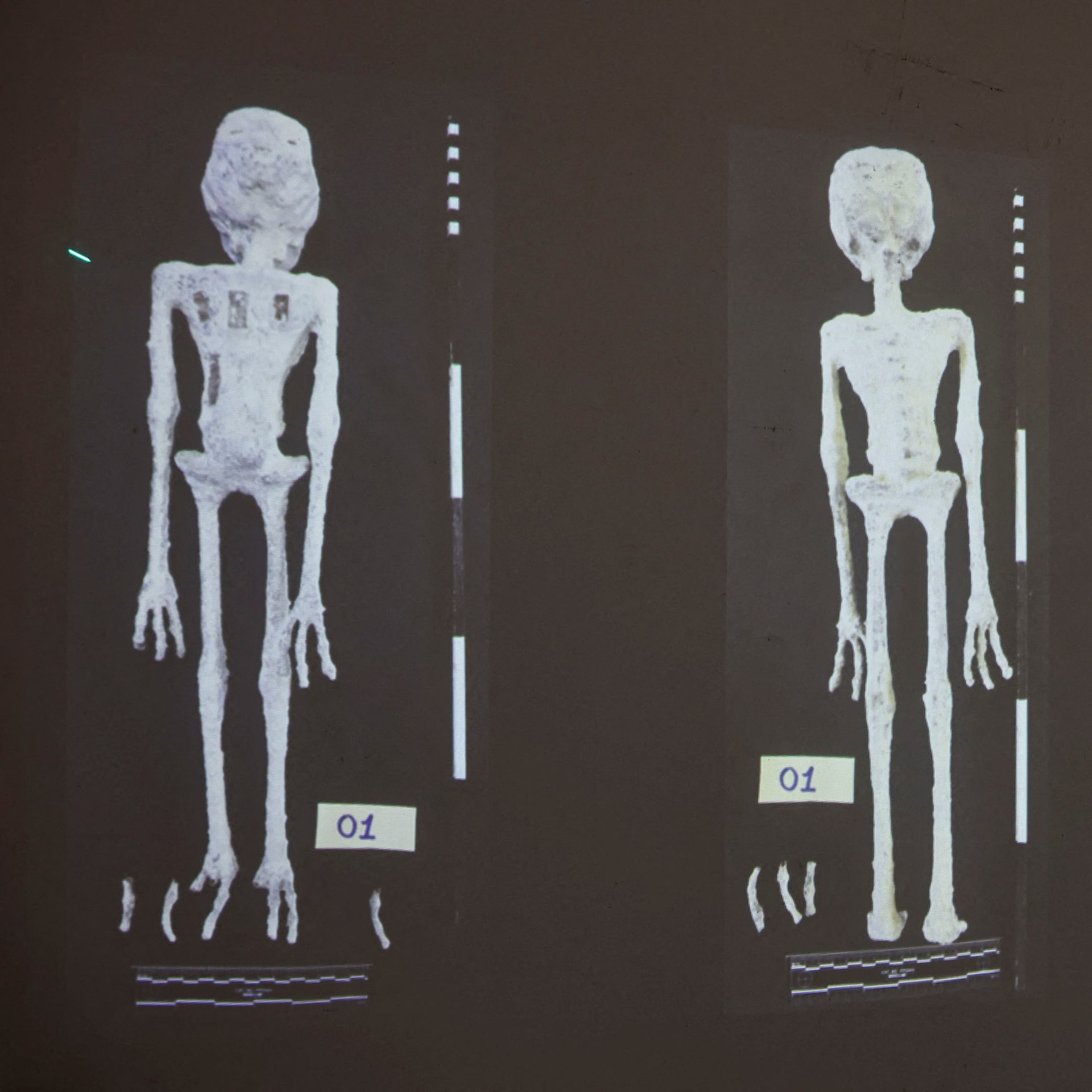 ミイラ偽物騒動の真相！宇宙人・人魚の捏造史と最新鑑定を徹底解剖