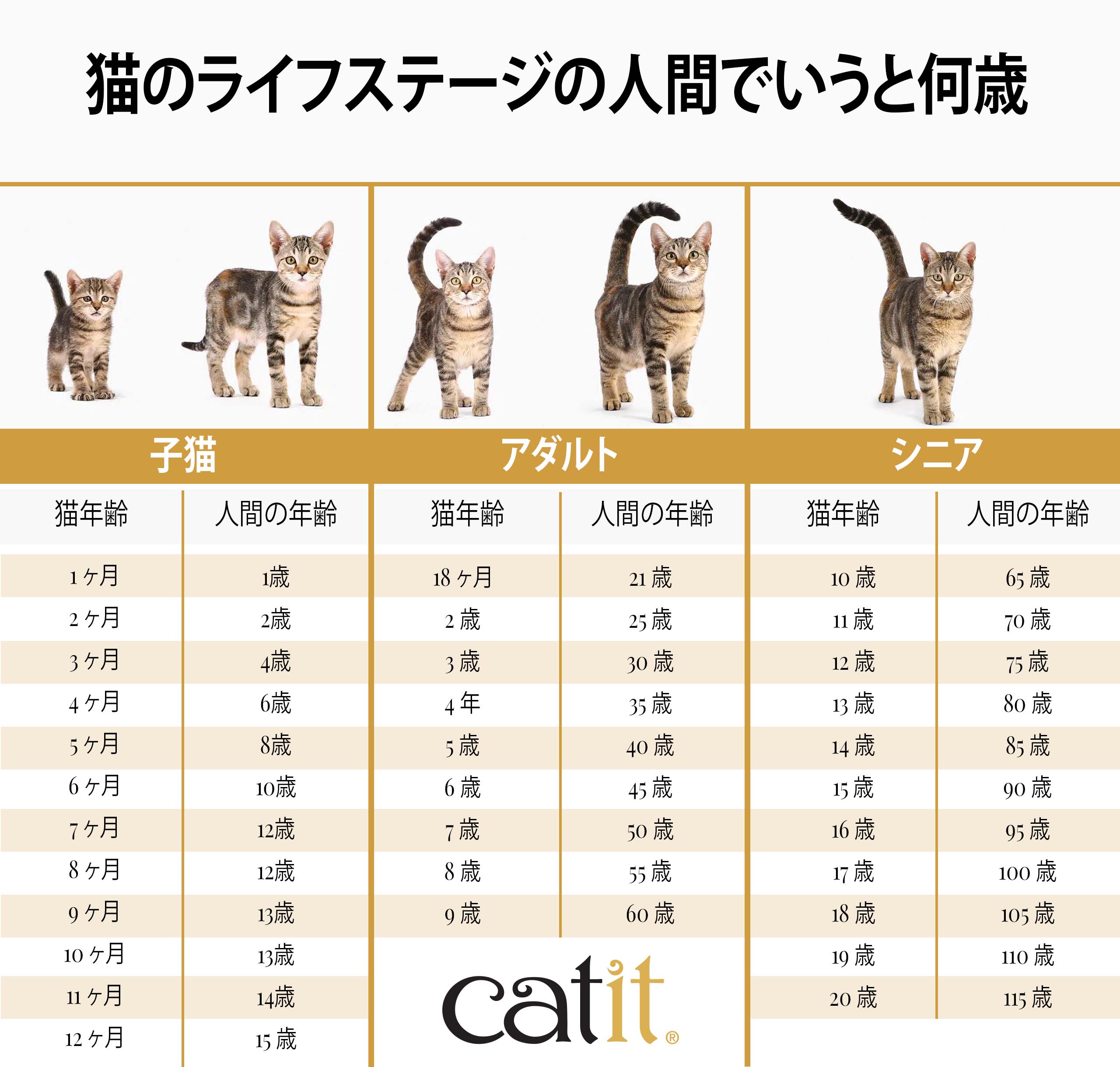 猫の1歳は人間で何歳？成猫への急変と後悔しない2026年最新ケア