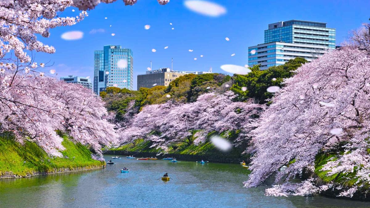 【2026最新】皇居の桜と乾通り一般公開！混雑回避と見頃ルート徹底解説