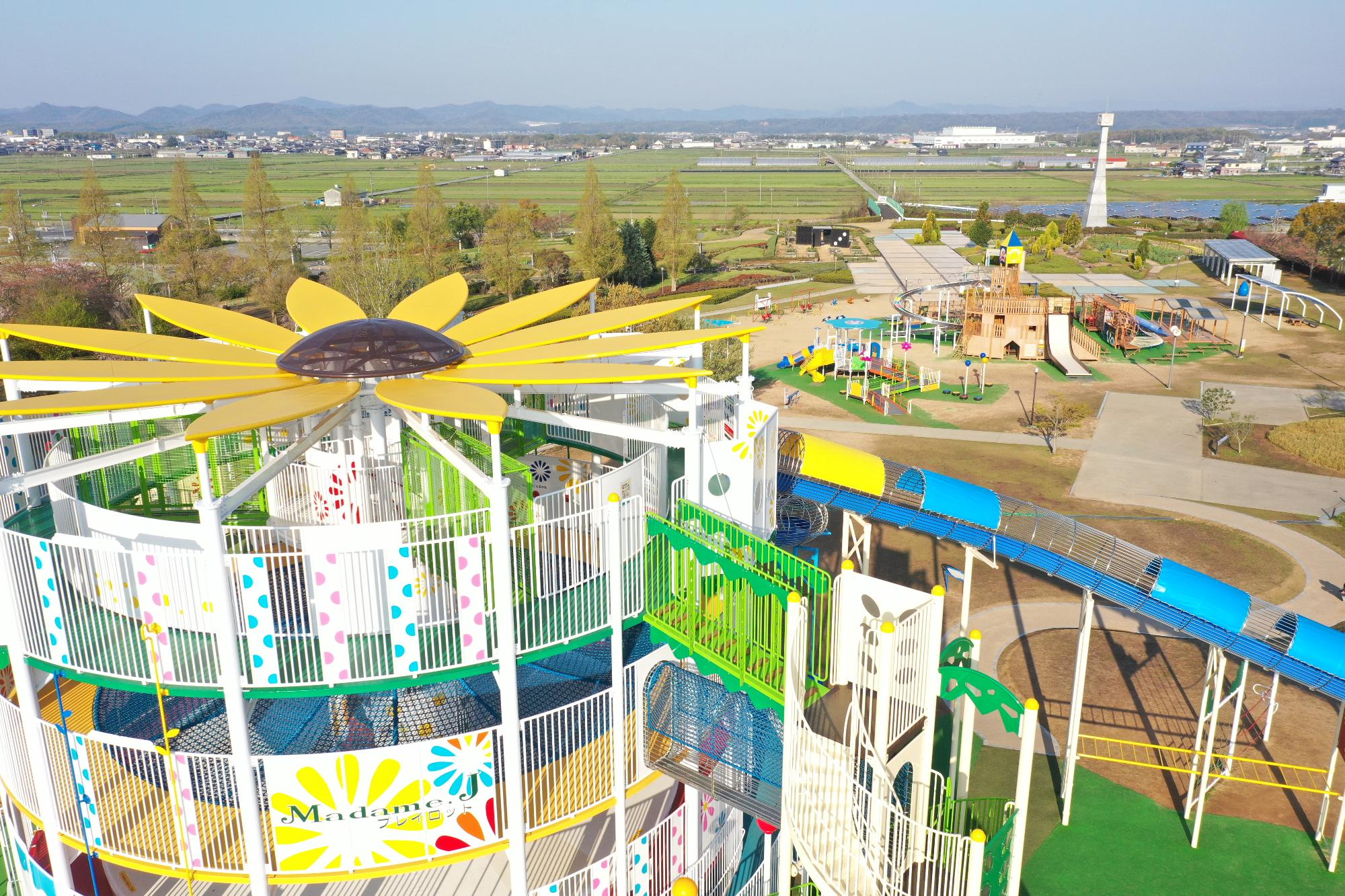 小野市ひまわりの丘公園2026！満開見頃と混雑回避の裏ワザ徹底解剖
