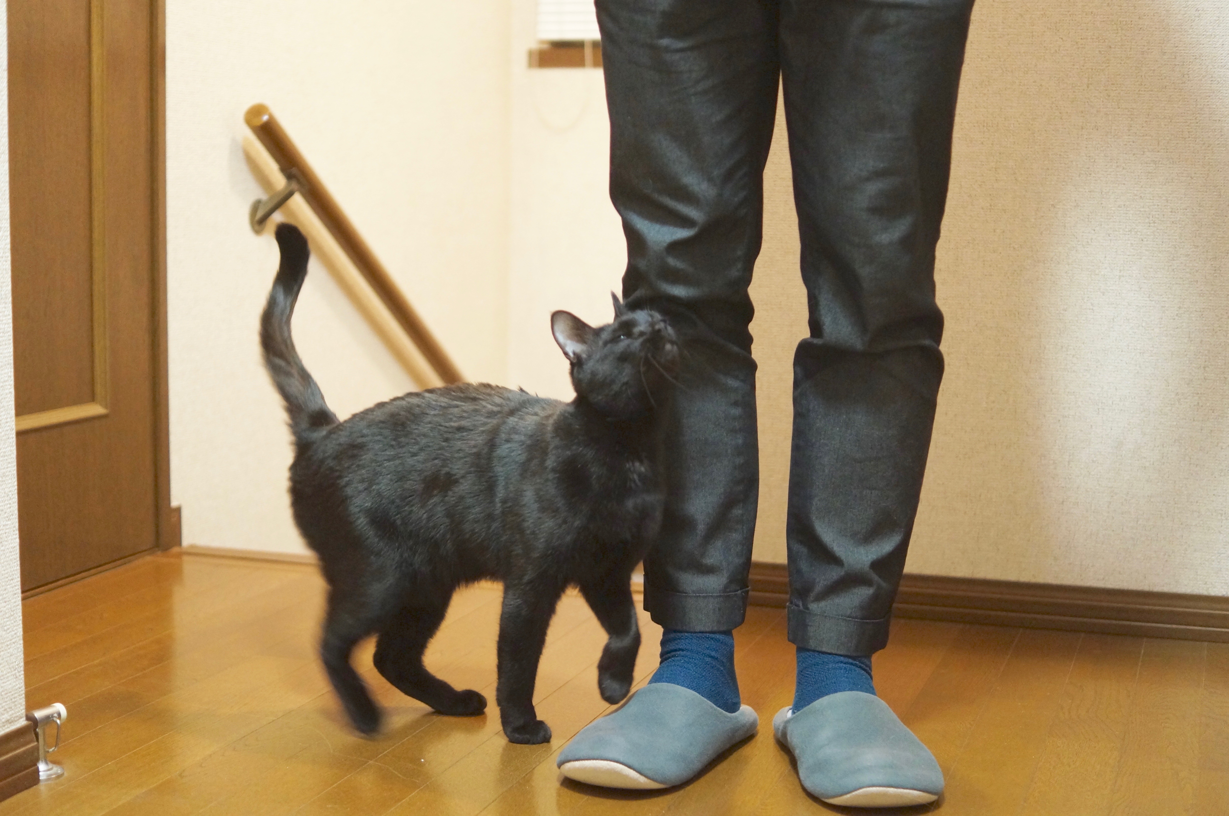 猫がすりすりする本当の理由｜部位別の心理と過剰行動の真相【2026】