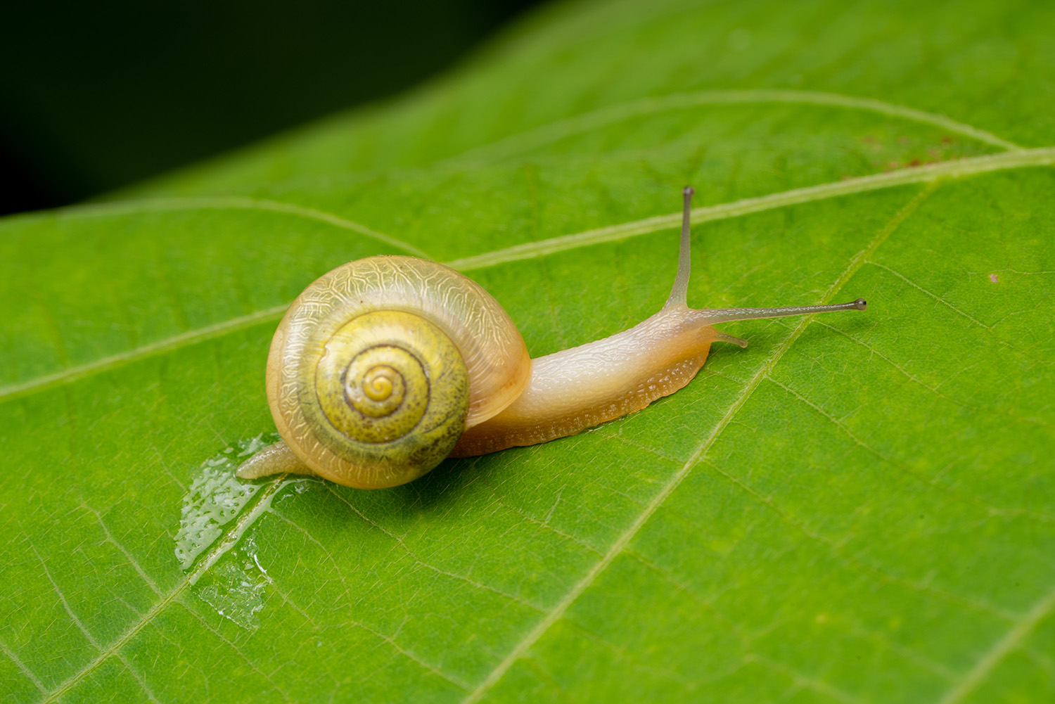 カタツムリの寄生虫は触るだけで感染？広東住血線虫の危険性と子供の予防法