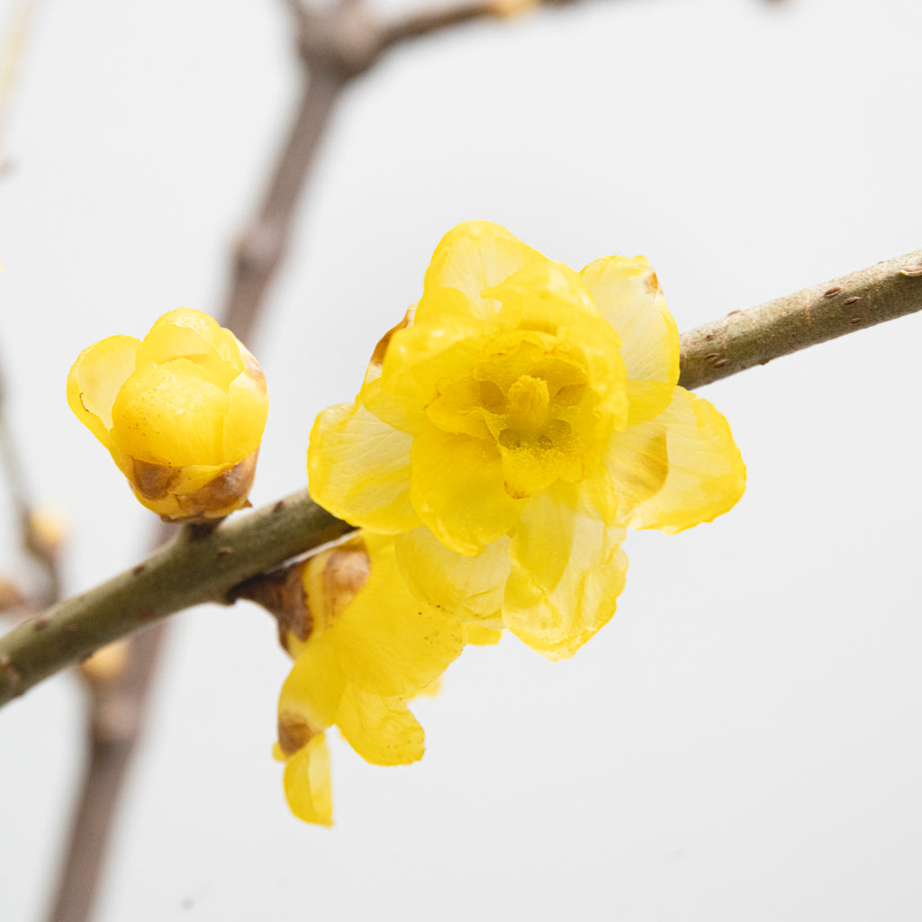 ロウバイの花に毒？怖い噂の真相と2026年最新の見頃・名所を徹底解説