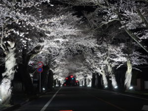 【速報】 夜 の 森 桜 並木 最新画像・動画まとめ #762