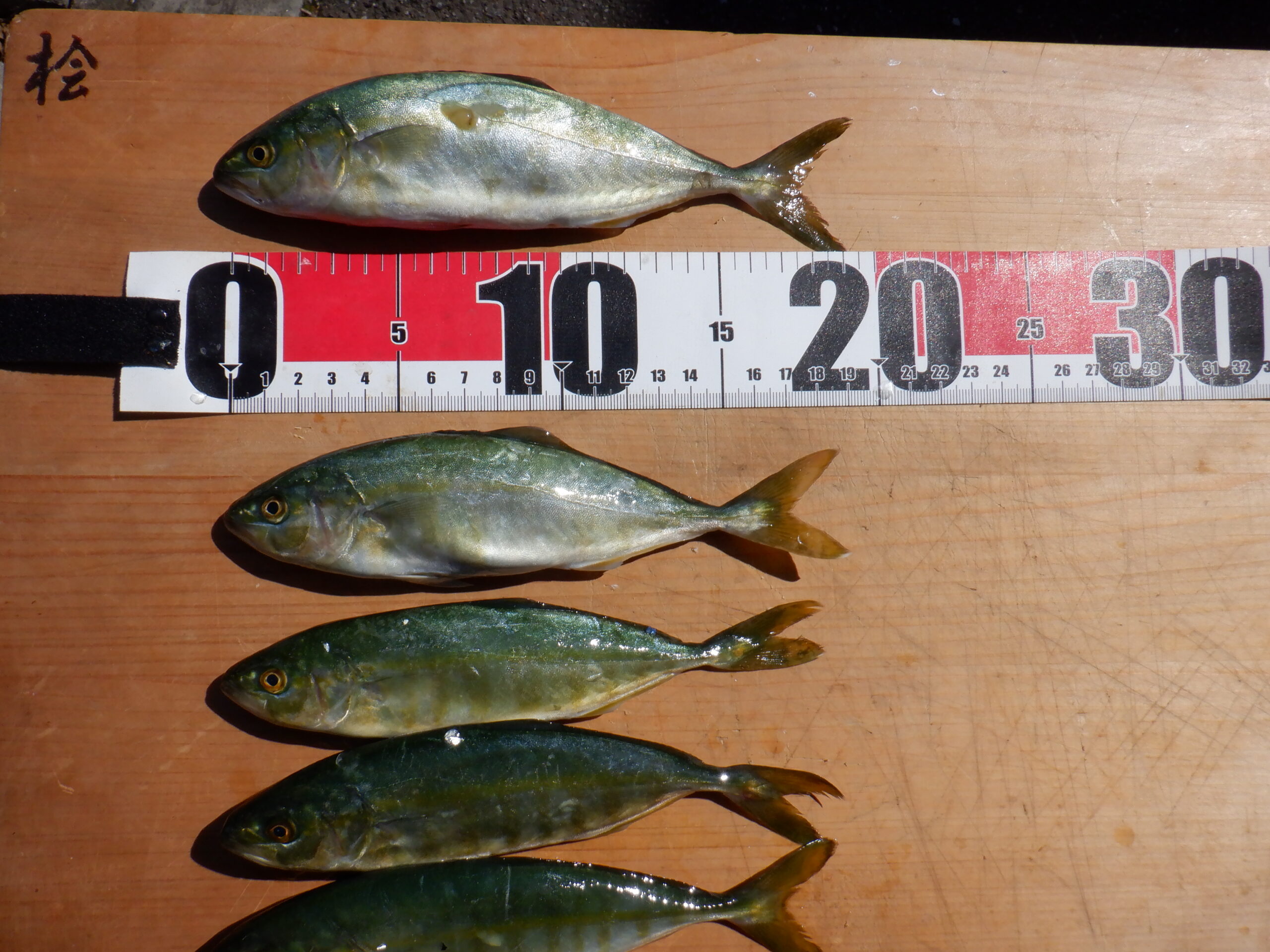 もじゃことは何の魚？ブリ稚魚の生態と採取禁止の理由を徹底解剖