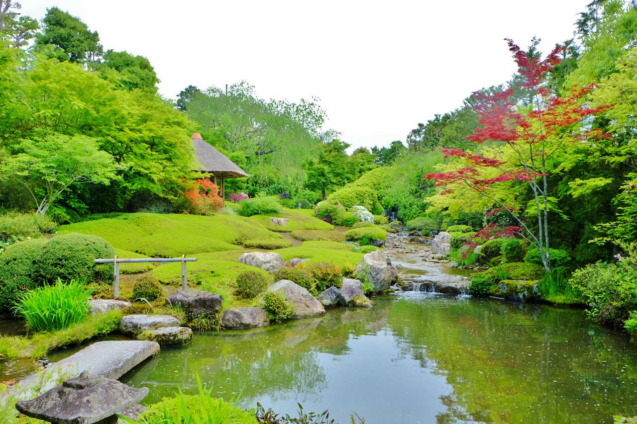 妙心寺退蔵院の魅力と見どころ解剖｜しだれ桜・国宝瓢鮎図の全貌