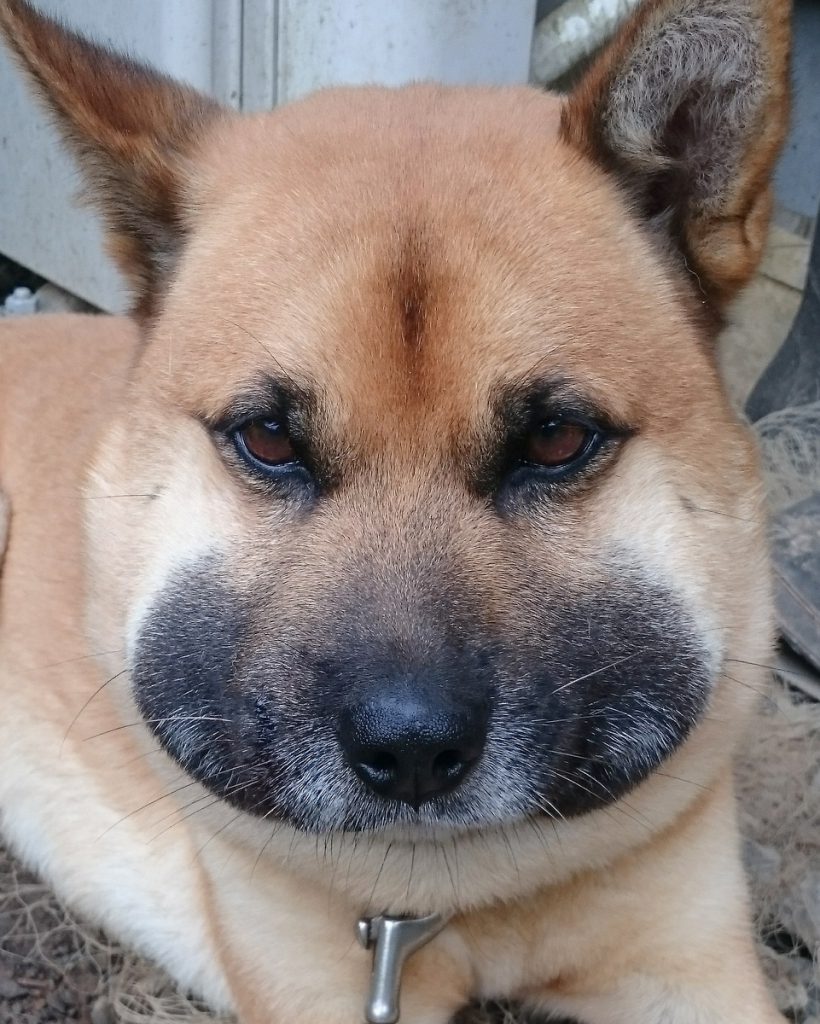 犬が蜂に刺されたら放置Ng！危険サインと命を救う応急処置まとめ