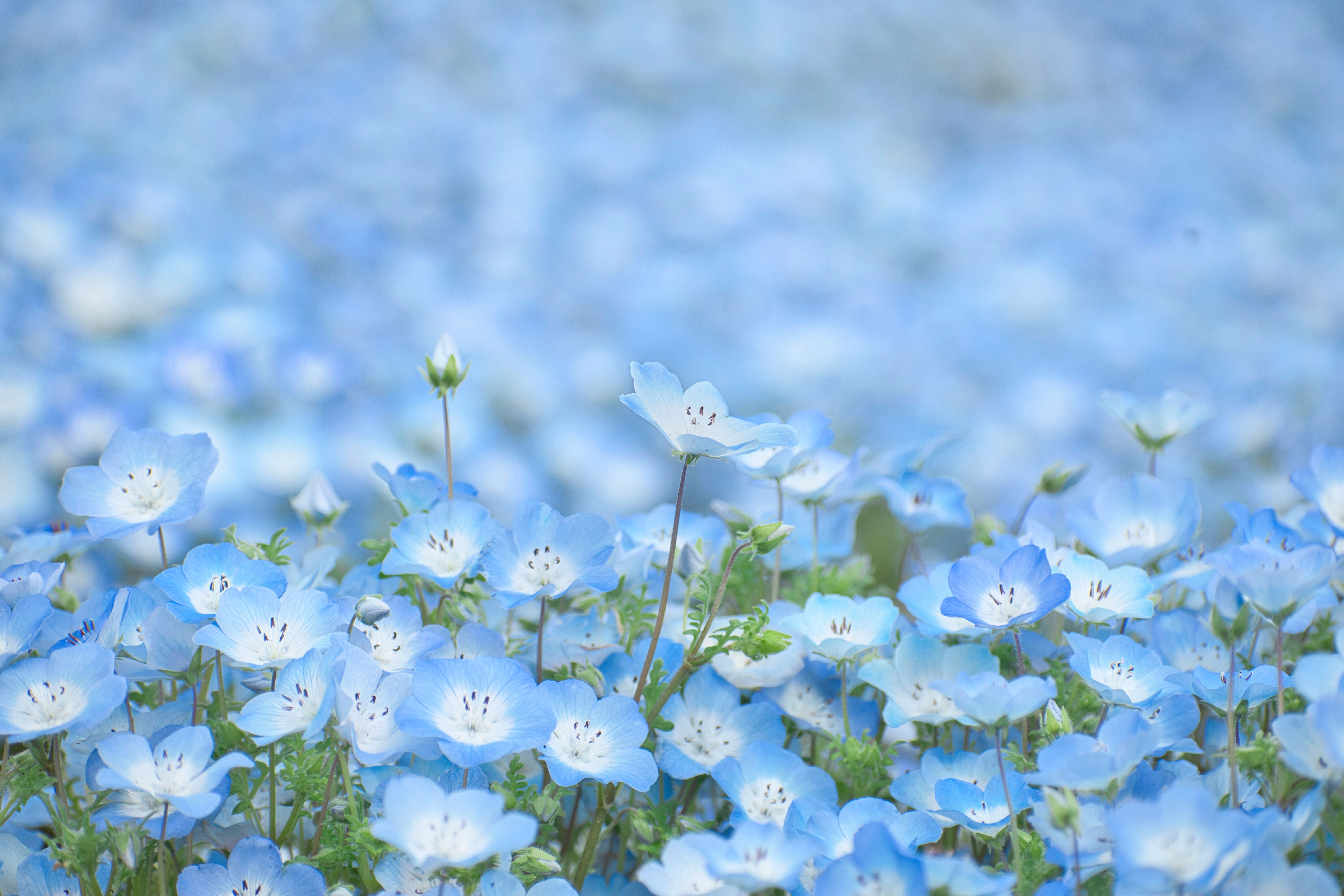 ネモフィラの花言葉に「怖い」噂？「あなたを許す」の真相と色別意味