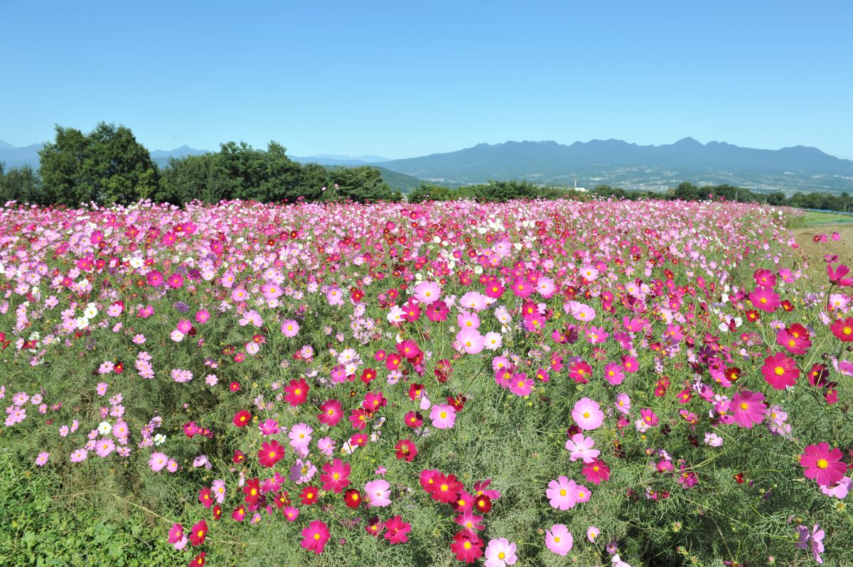 鼻高展望花の丘の見頃と開花状況！混雑回避や駐車場・ランチまで完全網羅