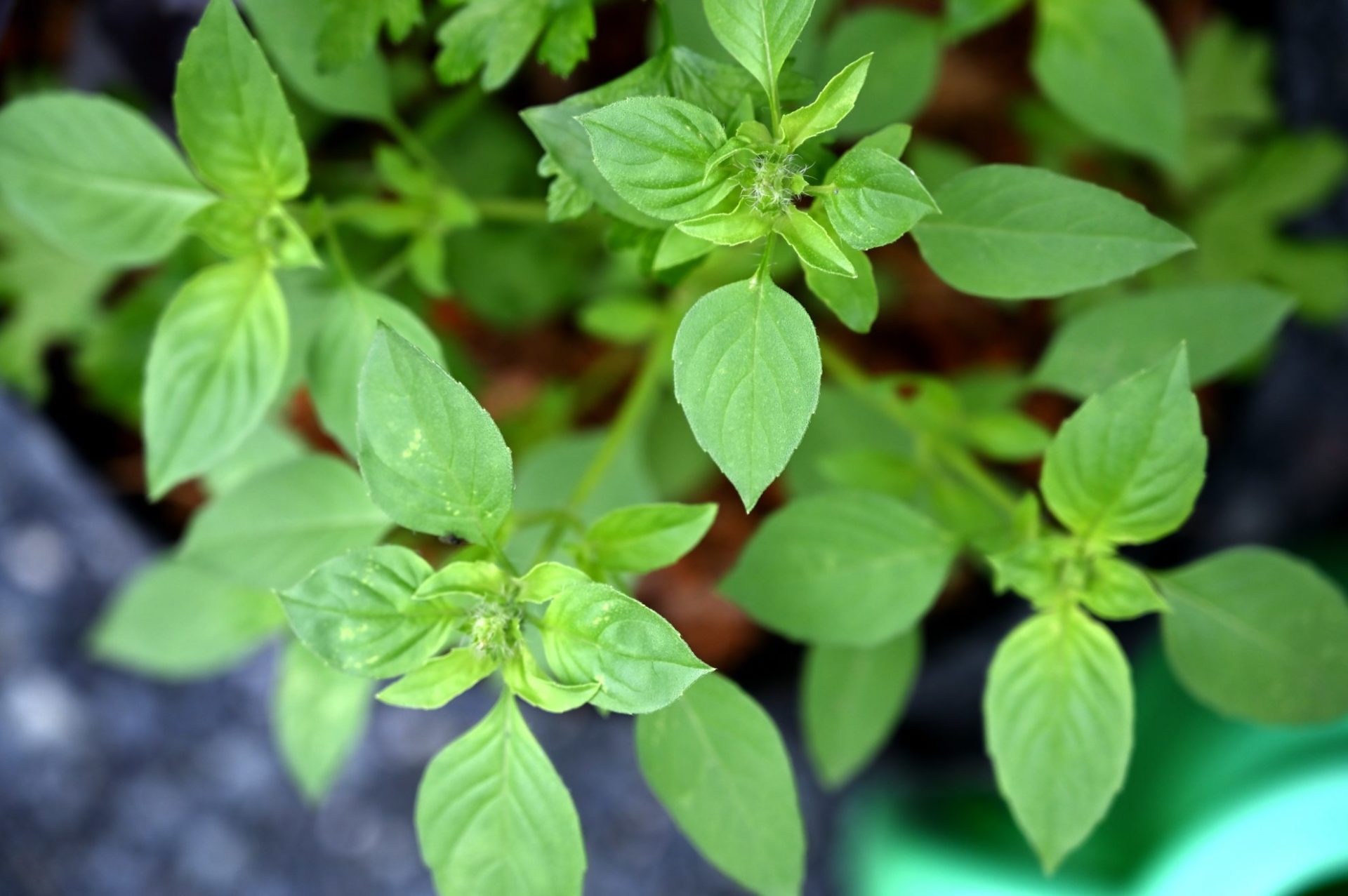 バジルの花が咲いたら放置Ng？摘む理由と美味しい食べ方・再生術