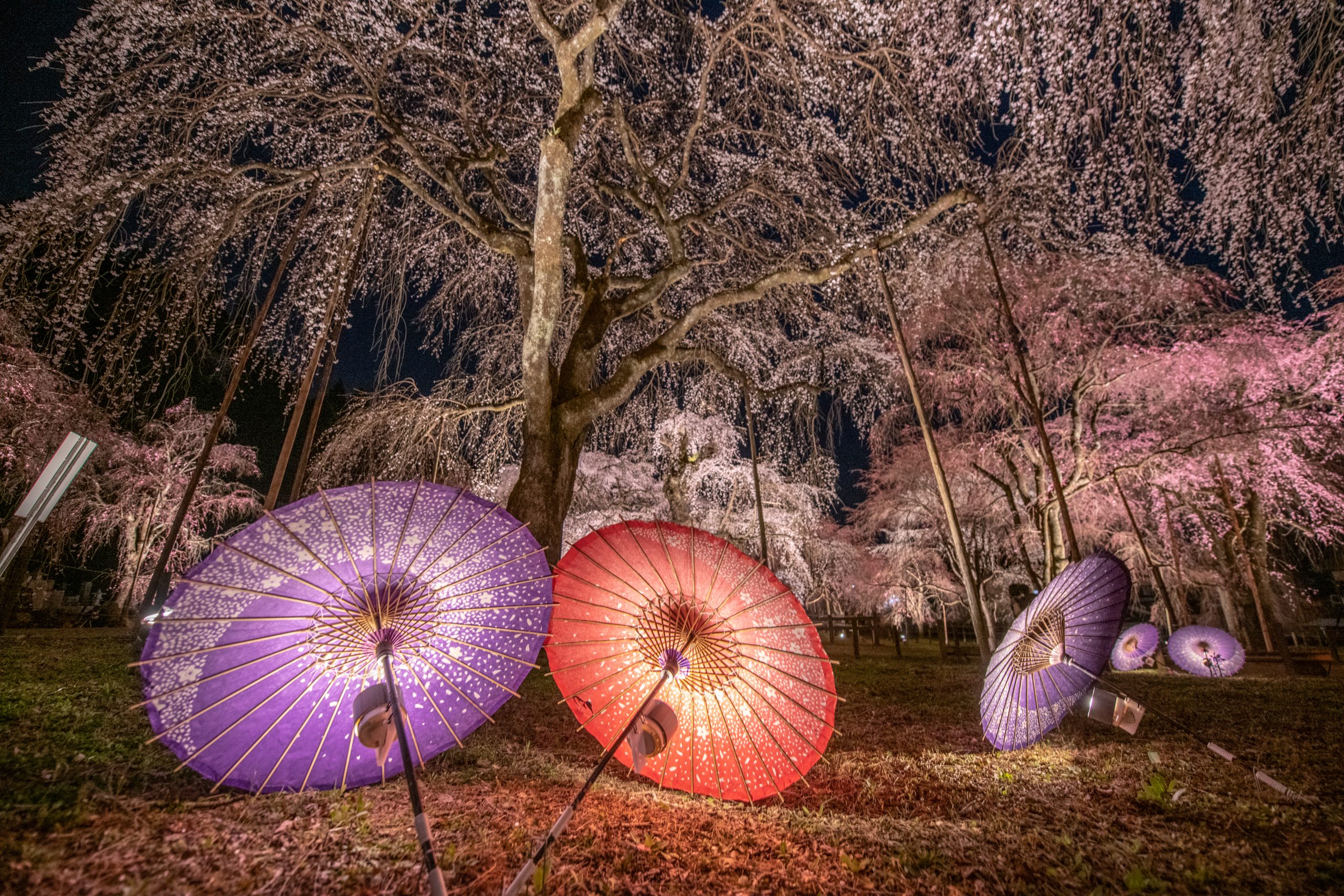 清雲寺しだれ桜2026見頃と開花状況！混雑回避と駐車場徹底攻略