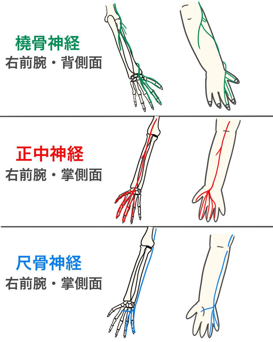腕神経叢の覚え方を完全攻略！根幹部束枝と語呂合わせで国試突破