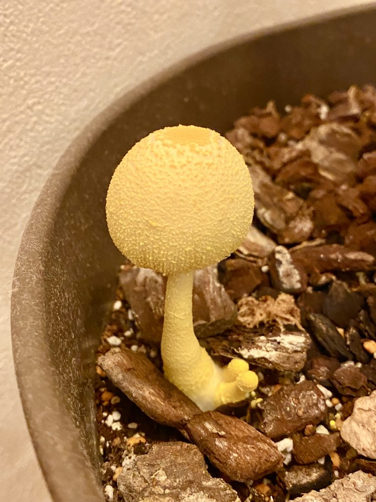 幸運の黄色いキノコ？コガネキヌカラカサタケの毒性と駆除法を徹底検証