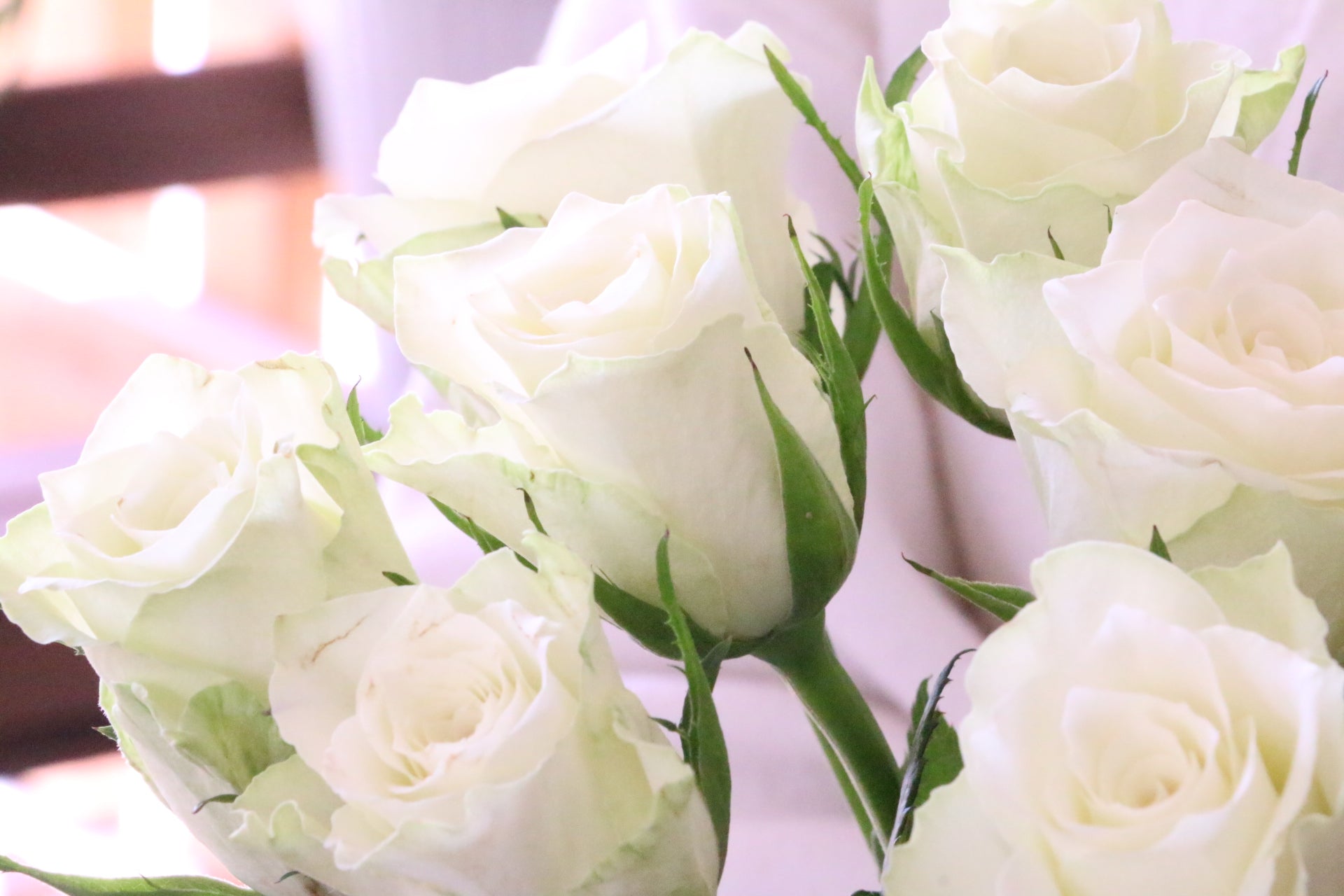 白薔薇の花言葉と怖い裏の意味｜本数や状態で変わる真実を徹底解説
