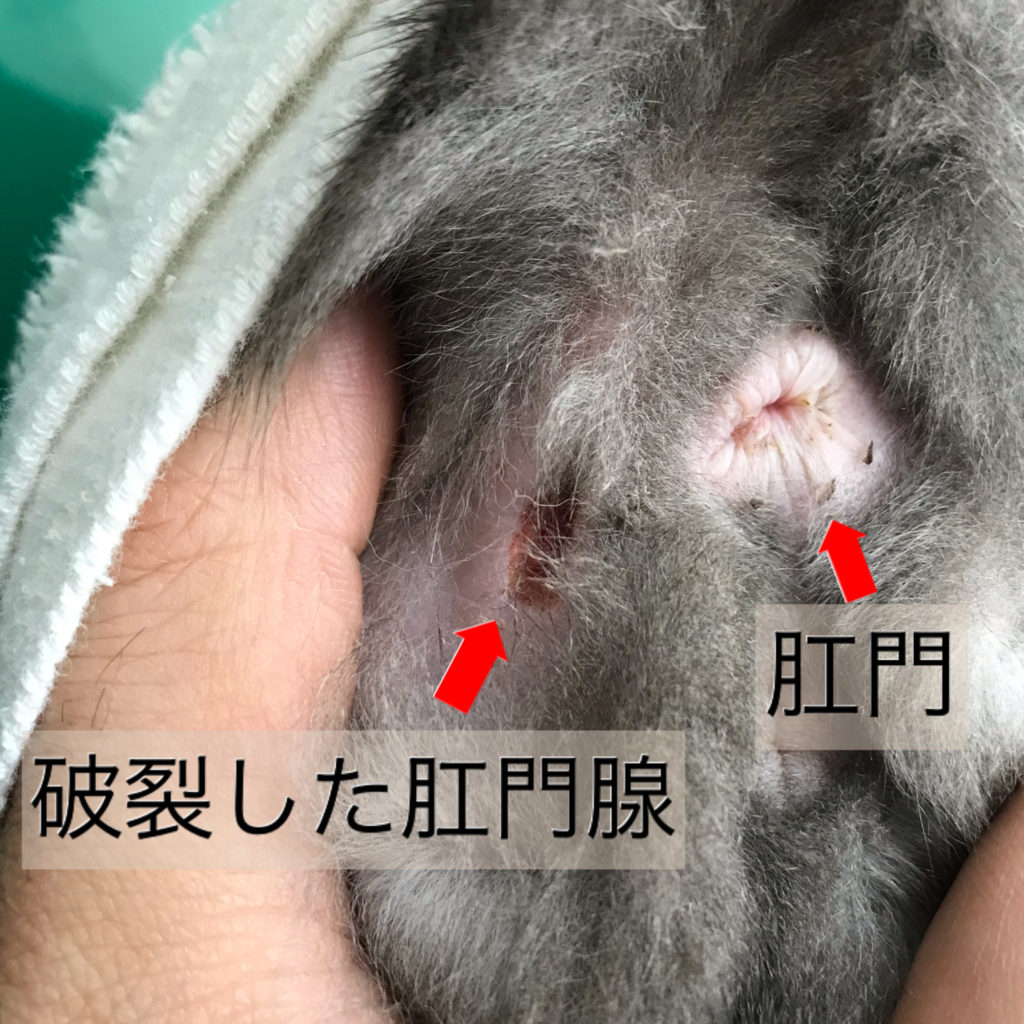 猫の肛門腺絞りの正しいやり方と頻度｜破裂を防ぐプロのケア術【2026】