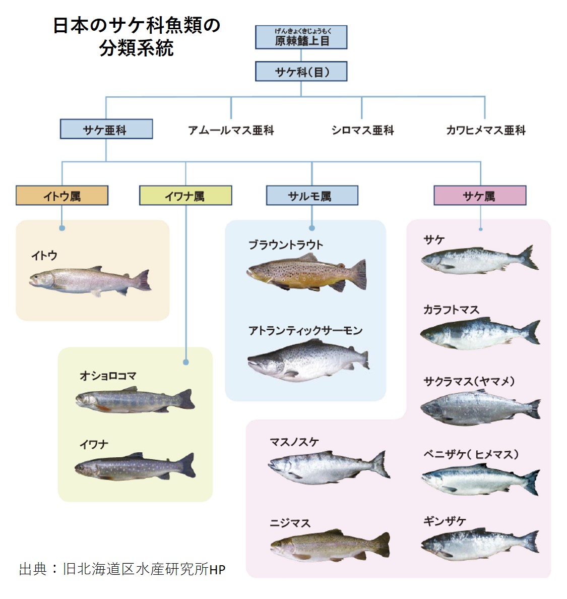 鮭とサーモンの決定的な違いとは？生食の可否と種類の見分け方を徹底解説