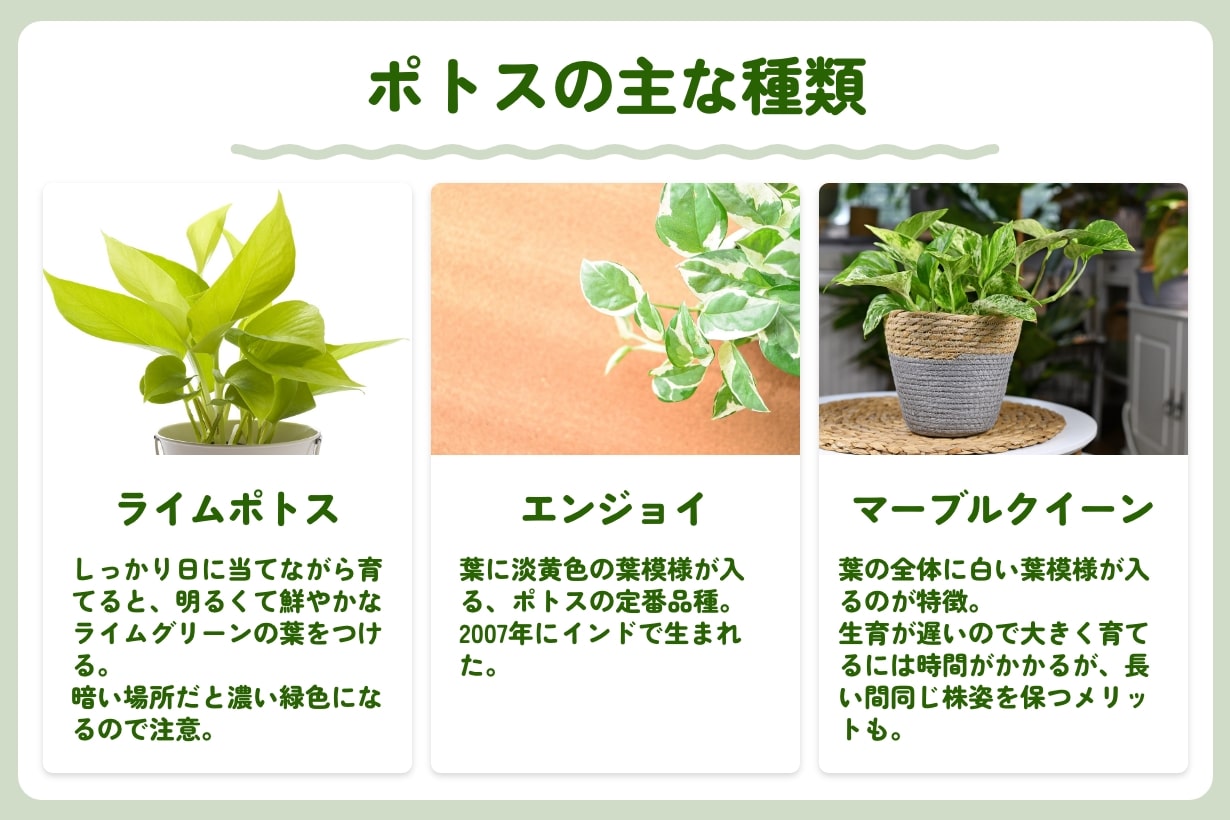 ポトスの育て方完全ガイド！葉が黄色くなる原因と2026年最新の管理術