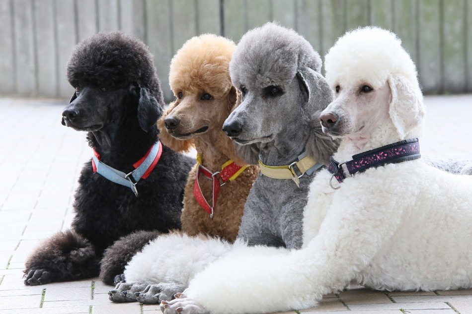 スタンダードプードルの子犬を迎える前に！後悔しない2026最新全知識