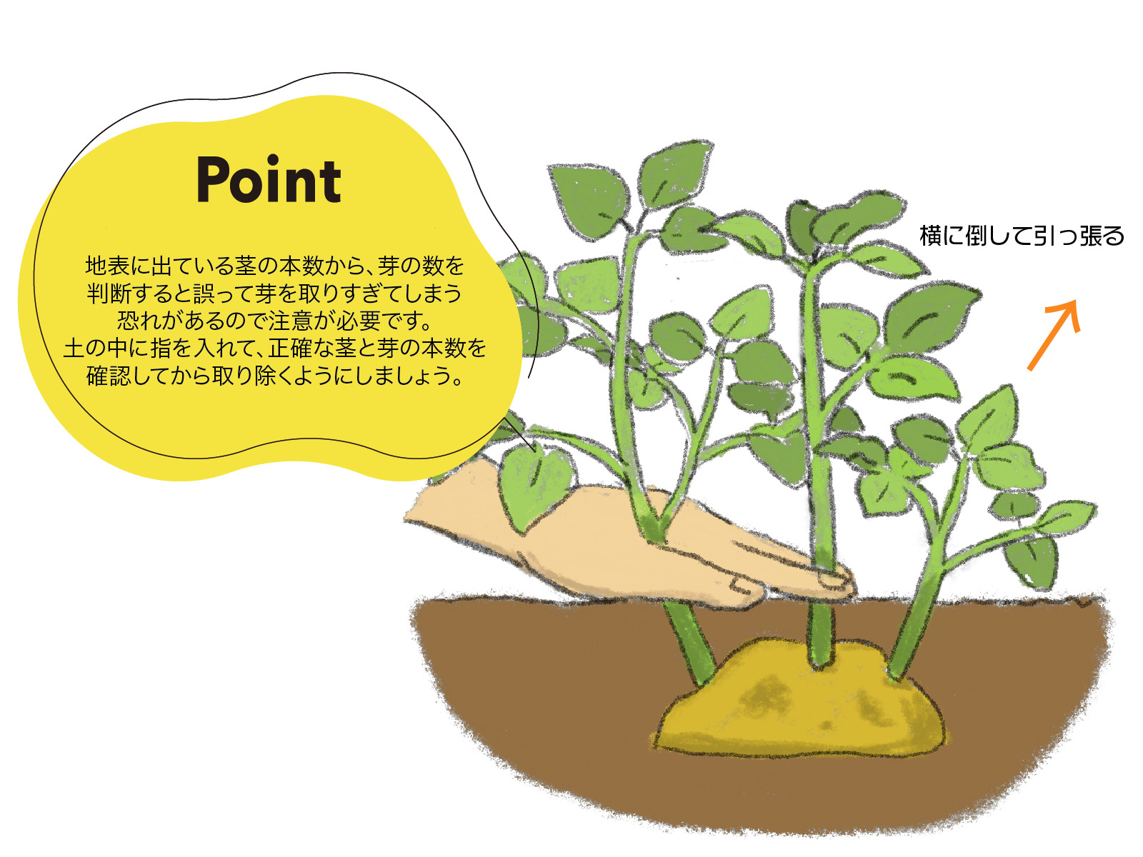 じゃがいもの芽かき完全攻略！失敗しない時期と本数の目安【2026最新】