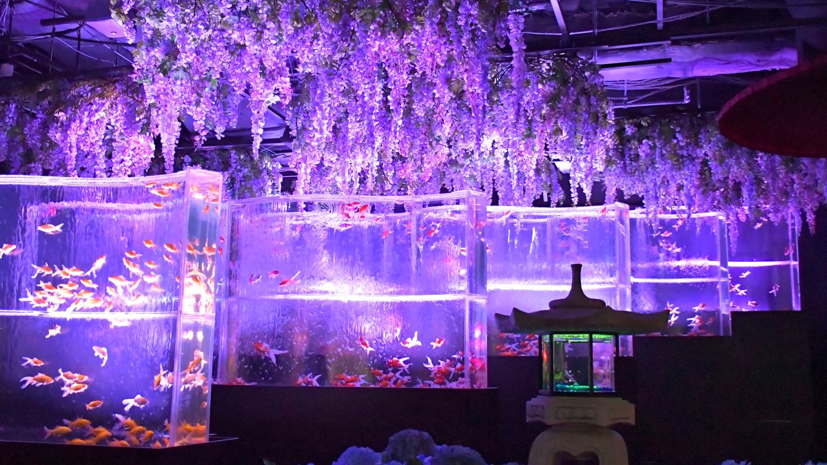 銀座アートアクアリウム徹底取材！混雑回避と見どころをプロが解説