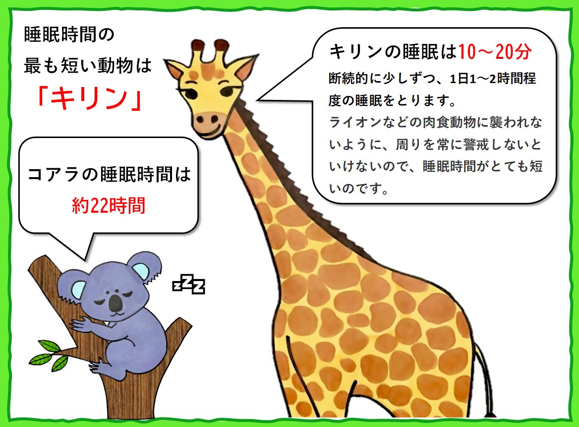キリンの睡眠時間は1日20分？立ったまま眠る理由と驚きの生態を解明
