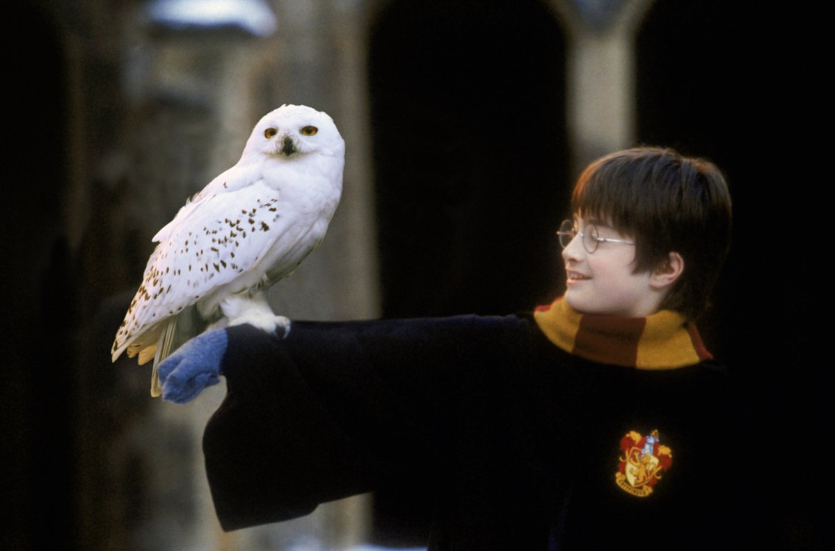 ハリー・ポッターのフクロウ名前一覧！ヘドウィグの由来と最期の真相