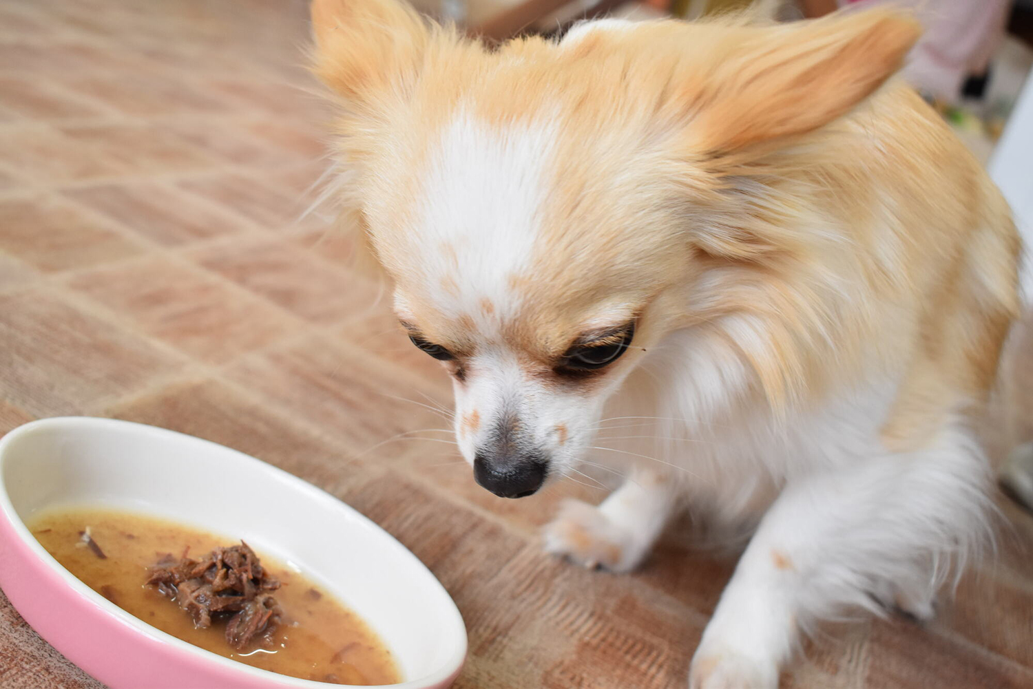 犬に豆腐は大丈夫？木綿と絹の違いや適量・結石リスクまで徹底解説