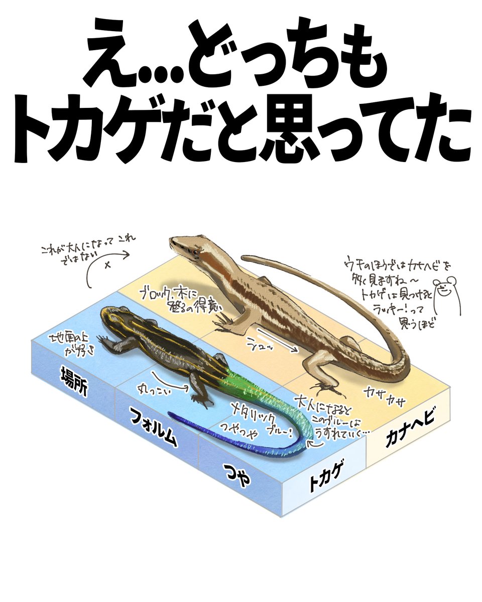 カナヘビとトカゲの決定的な違い！鱗と尻尾で一瞬で見分ける観察術