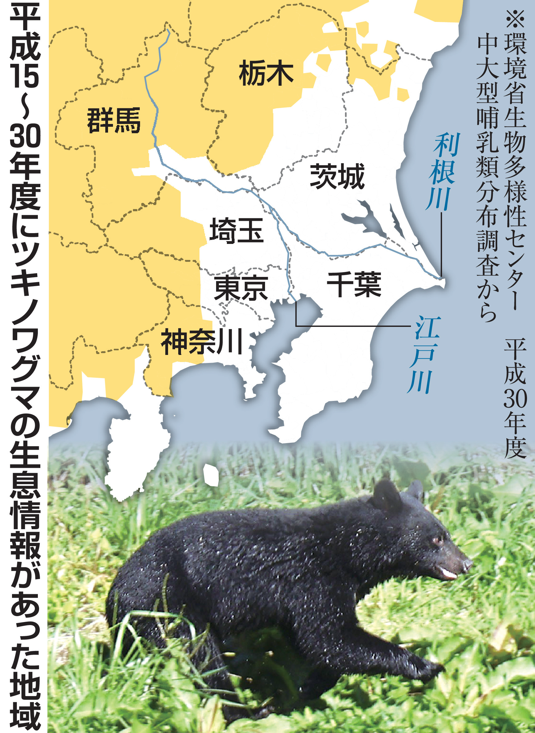 熊がいない県はなぜ千葉だけ？2026年最新・本州唯一の衝撃真相を徹底解説