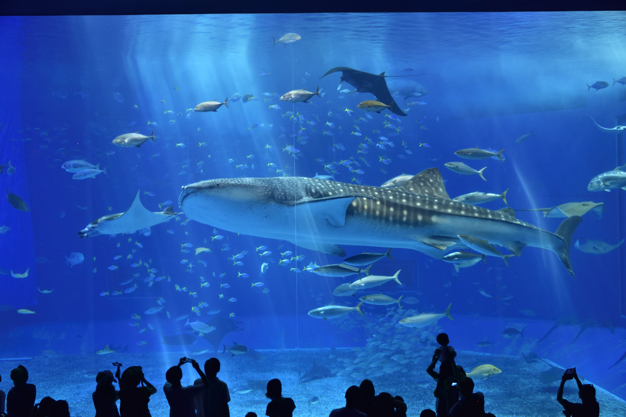 【2026年最新】美ら海水族館を完全攻略！混雑回避と穴場ルートの全貌