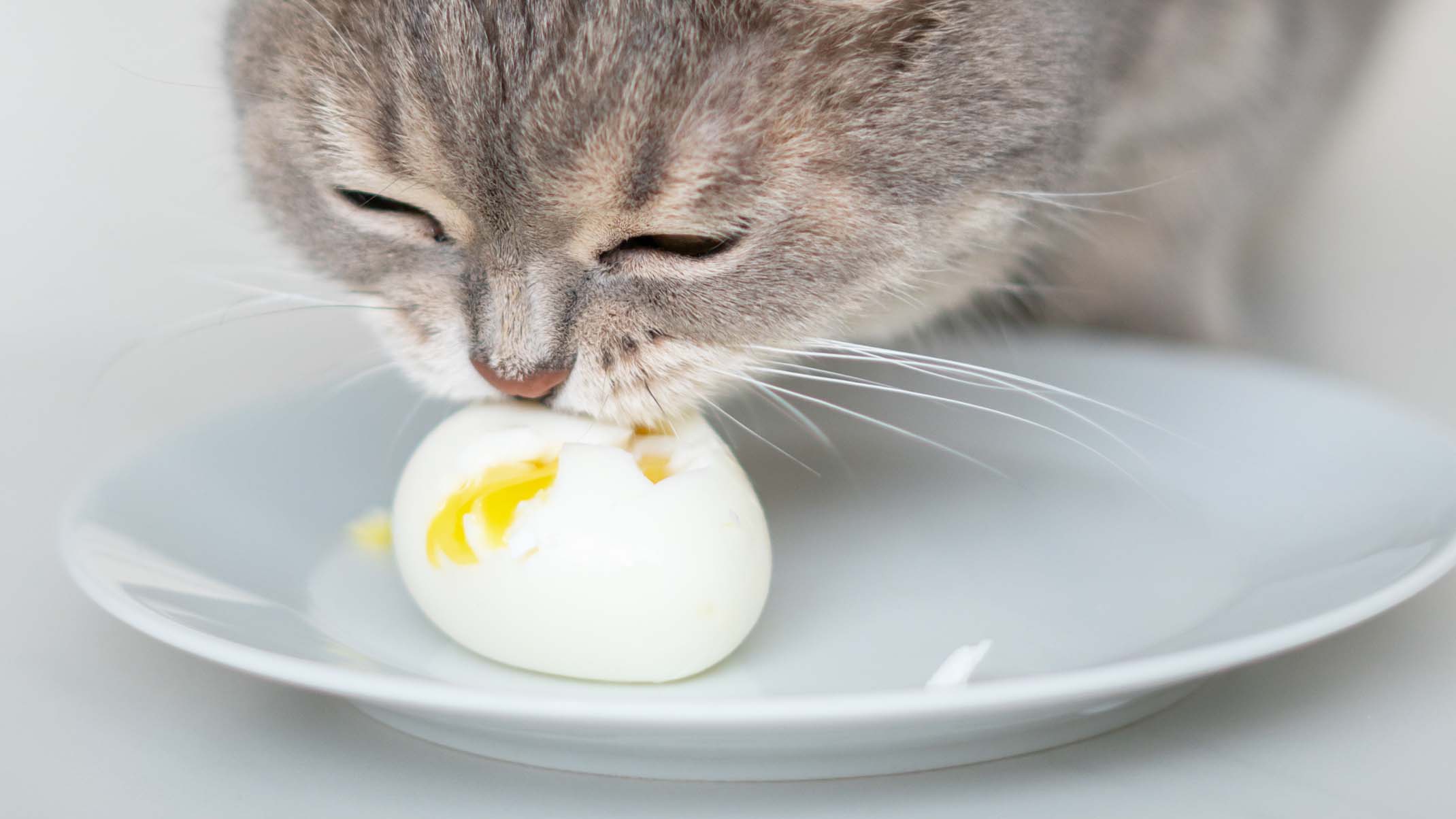 猫にゆで卵は危険？白身と黄身の違いや適量・アレルギーの真実