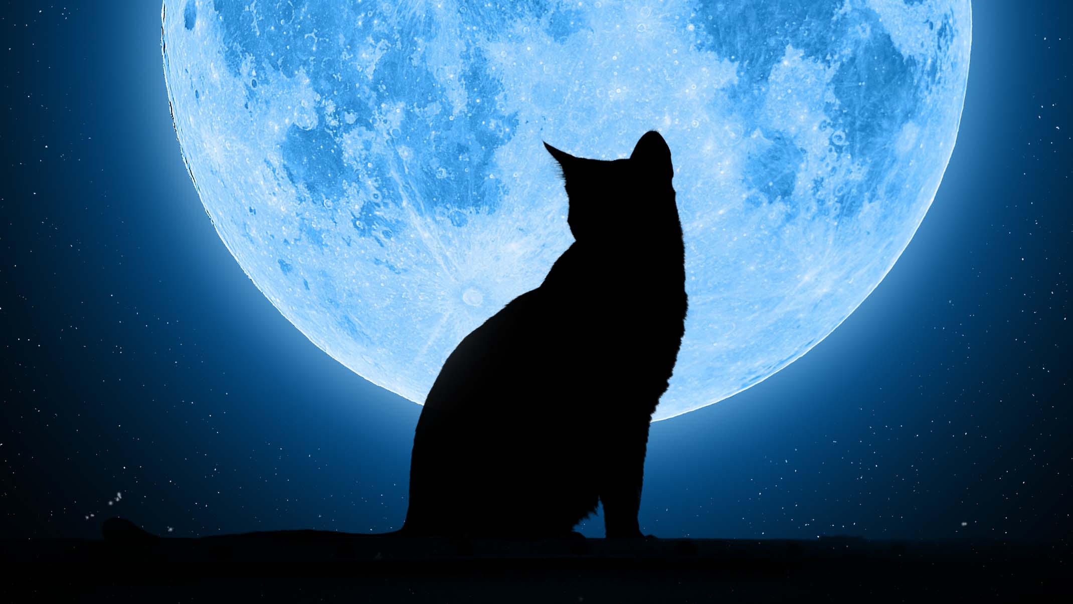 猫と月の神秘を徹底解明！満月に暴れる理由と神話の真相
