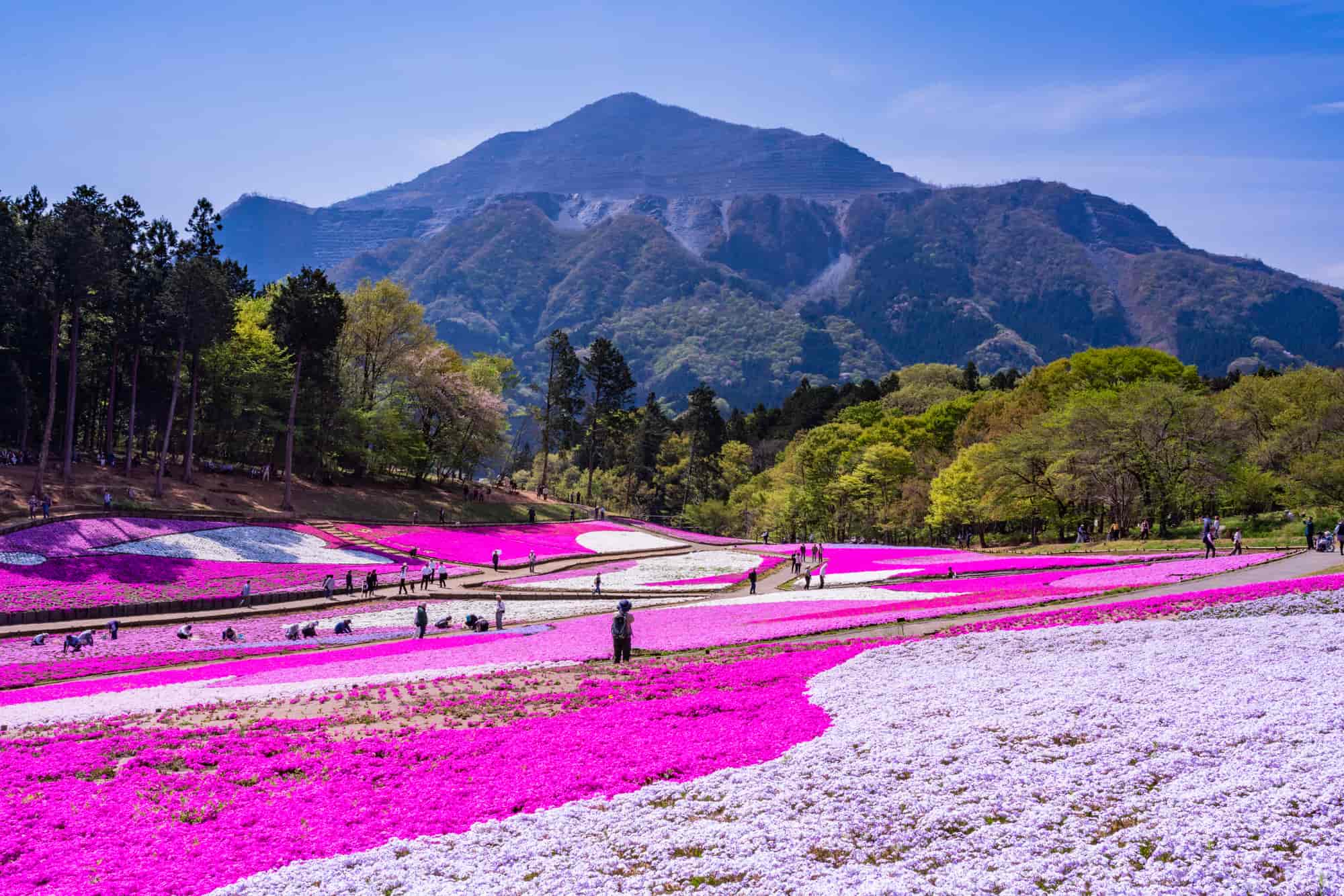 【2026】秩父羊山公園の芝桜見頃と開花速報！混雑回避と穴場攻略術