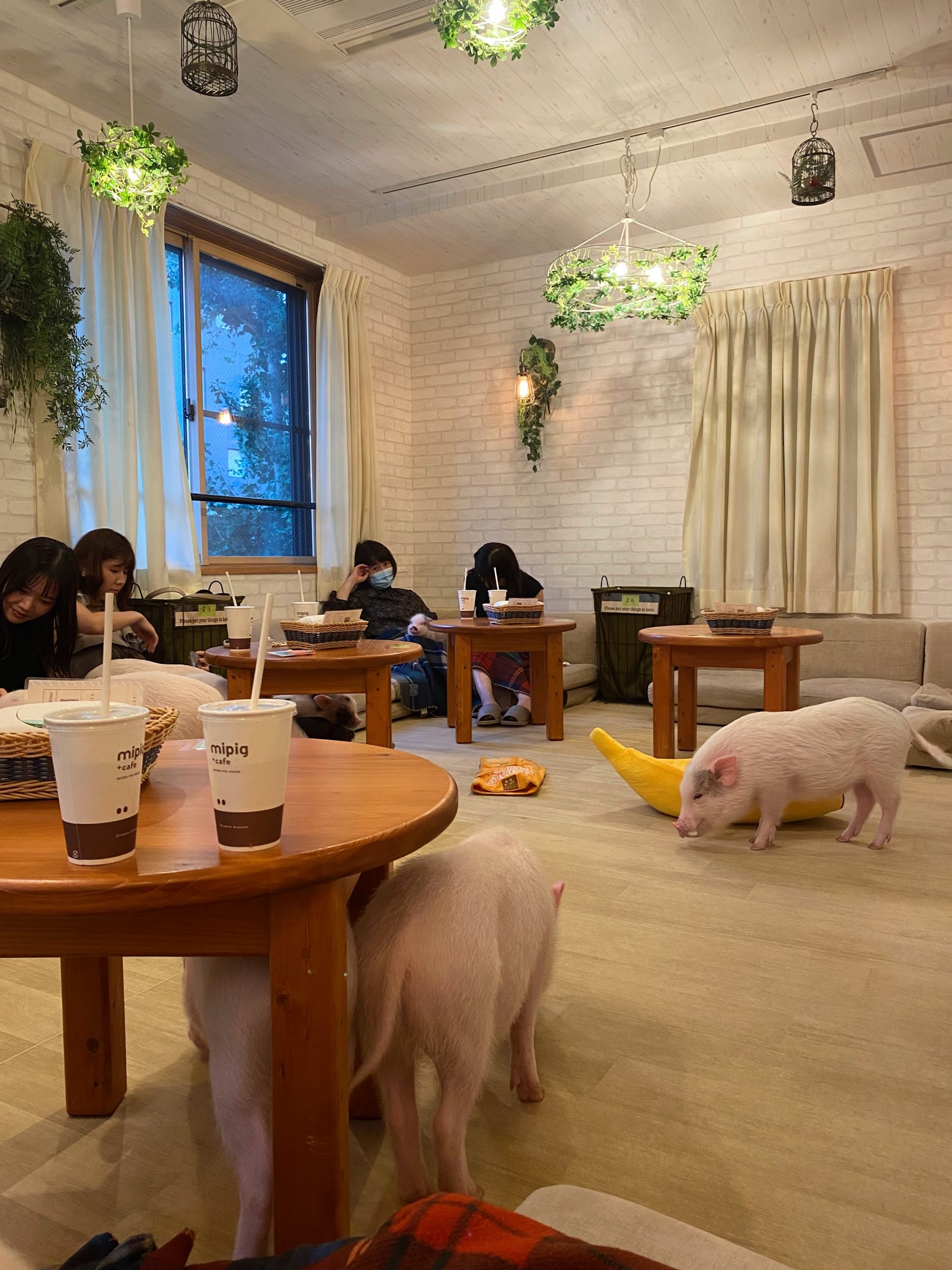 原宿Mipig Cafe人気の真相！予約・料金と混雑状況を徹底解剖