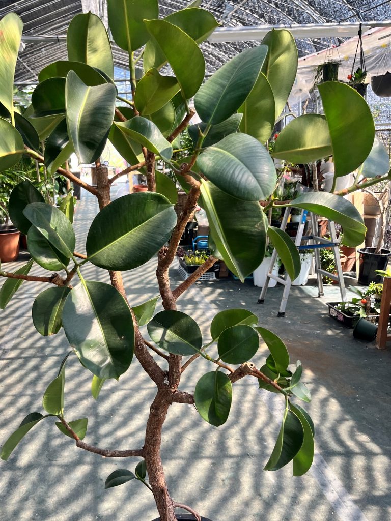 なぜゴムの木の葉が落ちる？突然の落葉の真相とプロ直伝の再生法