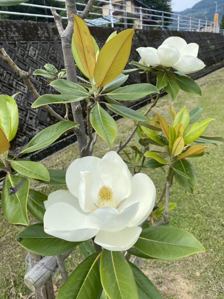 泰山木の花が咲かない理由とは？開花時期や香り・育て方を徹底解説