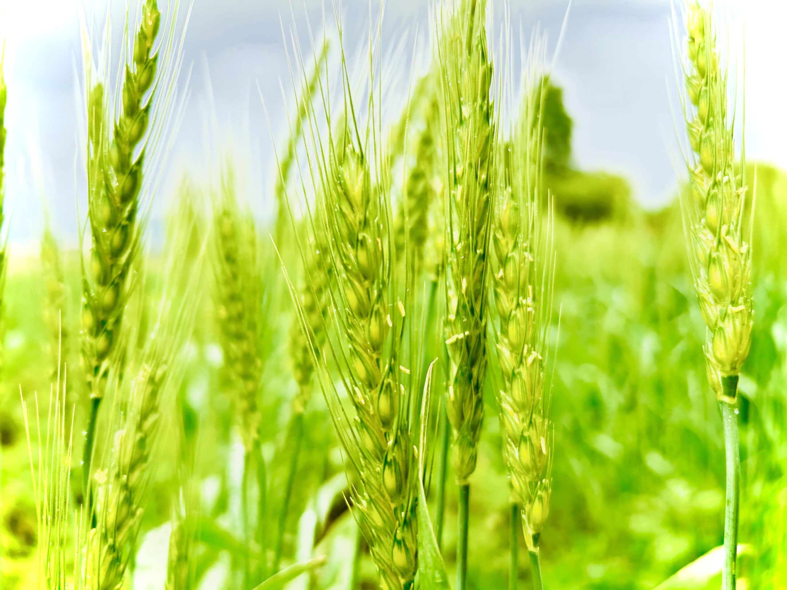 麦の花はわずか1時間で散る？「富と繁栄」の花言葉と小麦・大麦の生態