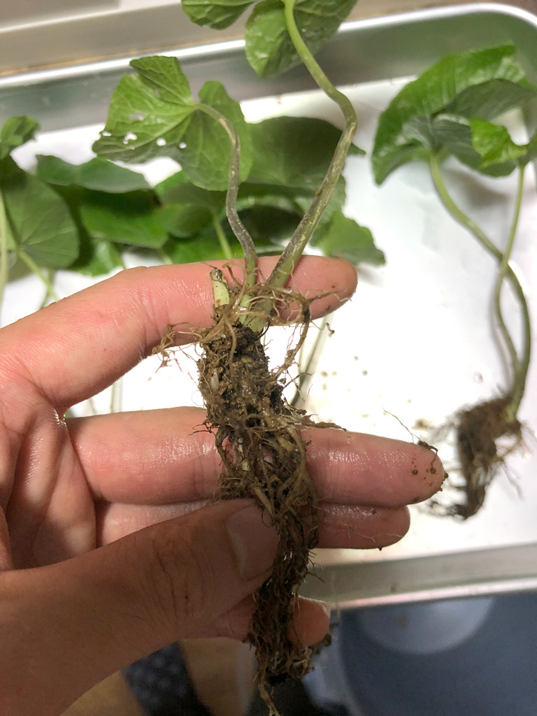 自宅で本わさび水耕栽培は可能か？枯れる原因と失敗防ぐ室内育成術
