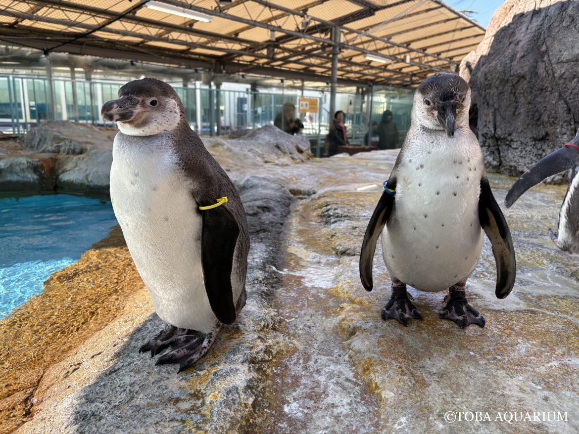 鳥羽水族館のペンギン散歩攻略！2026年最新時間と穴場を徹底解説