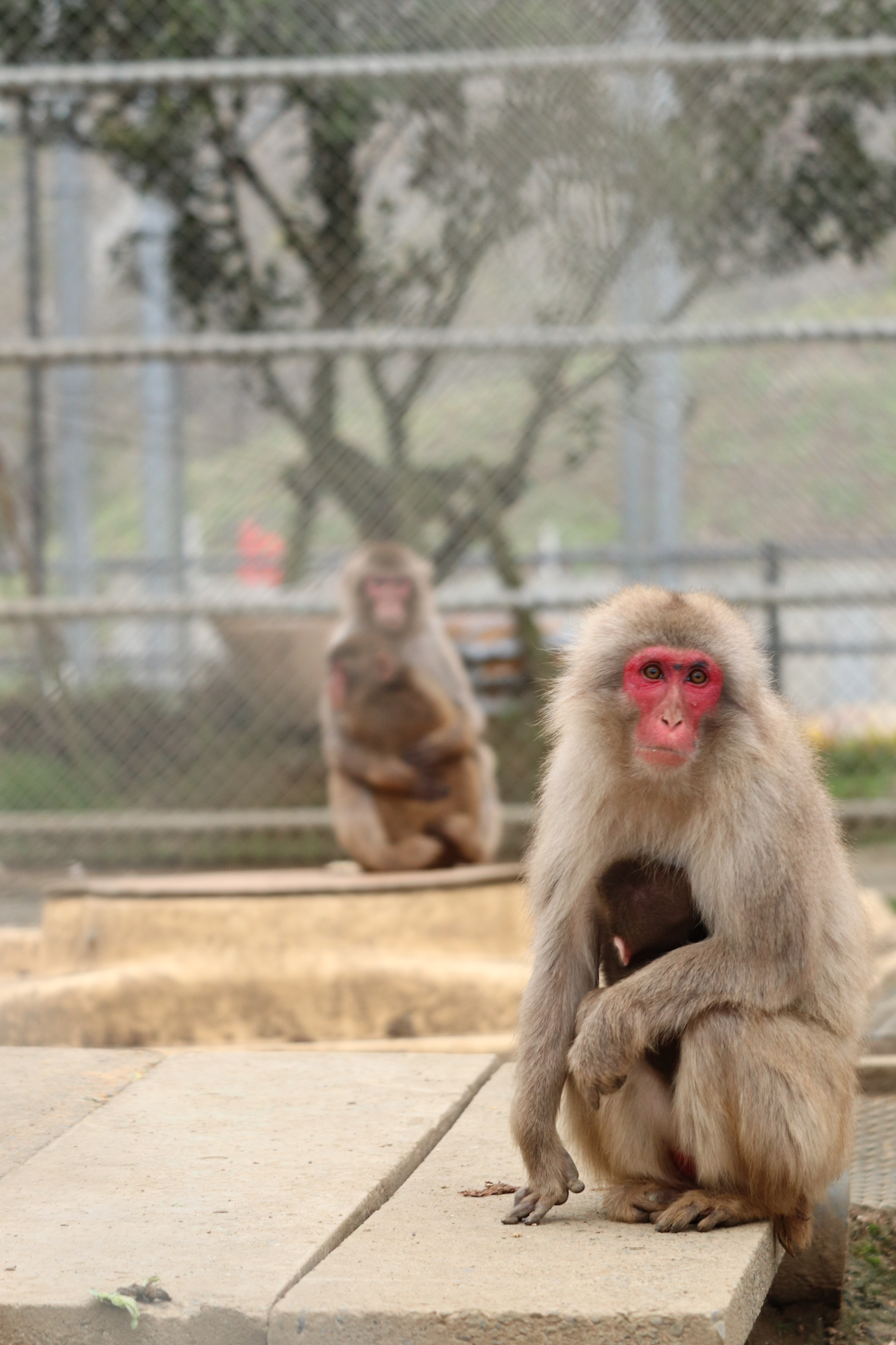高宕山自然動物園の現在は？閉園の噂と交雑問題の真相を現地検証