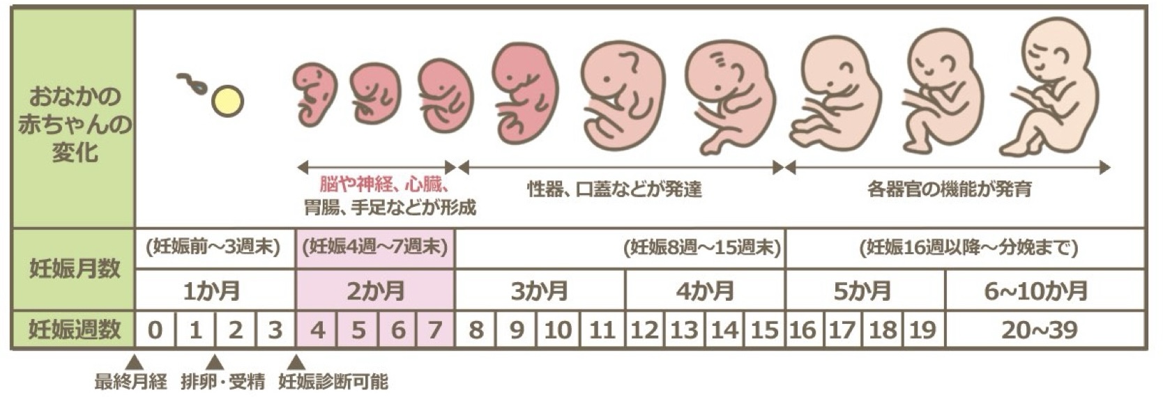 妊娠中に明太子はダメ？リステリア菌のリスクと安全な食べ方を徹底検証
