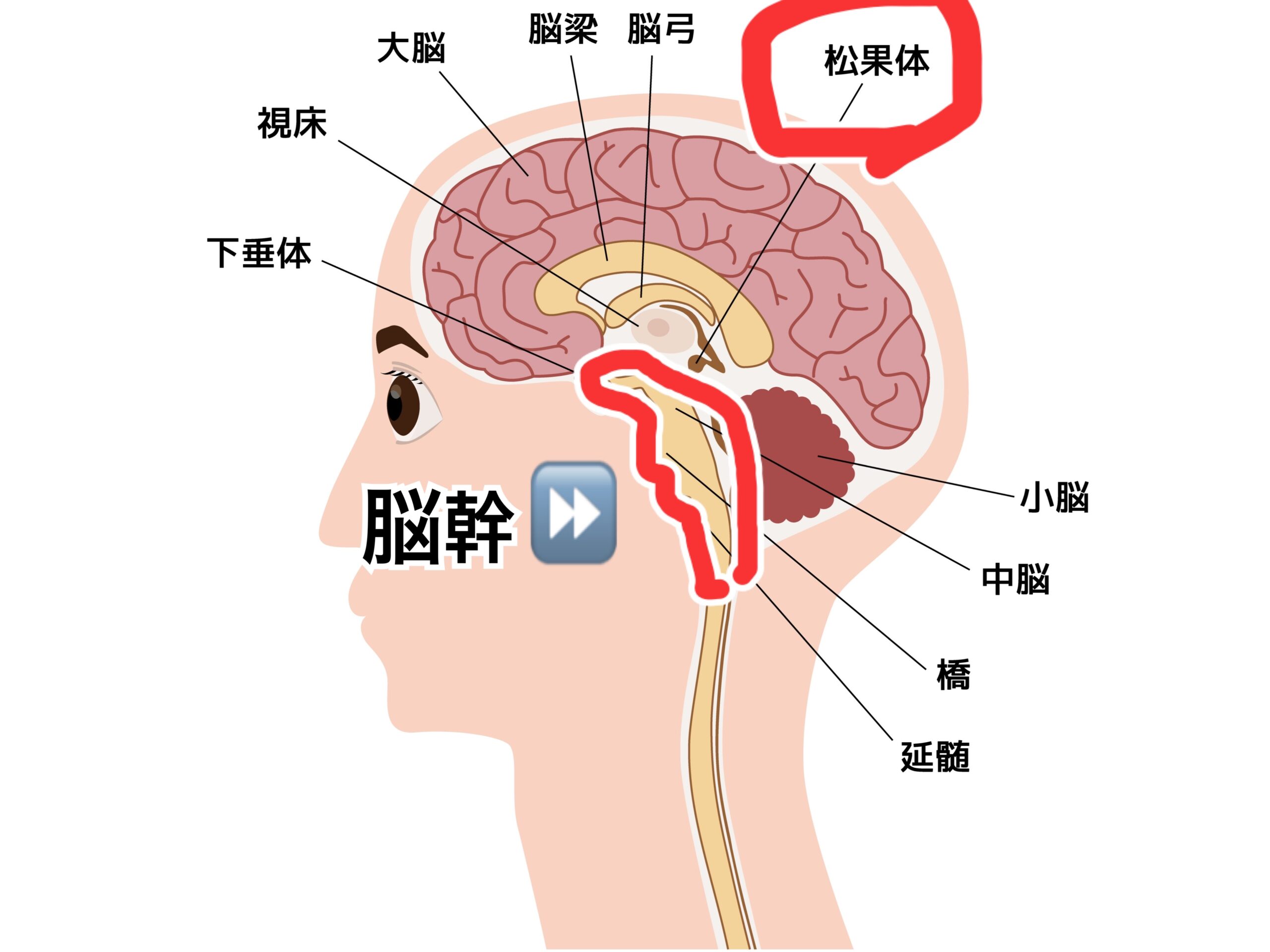 松果体の活性化は本当？石灰化や「第三の目」の噂を最新科学で徹底解明！
