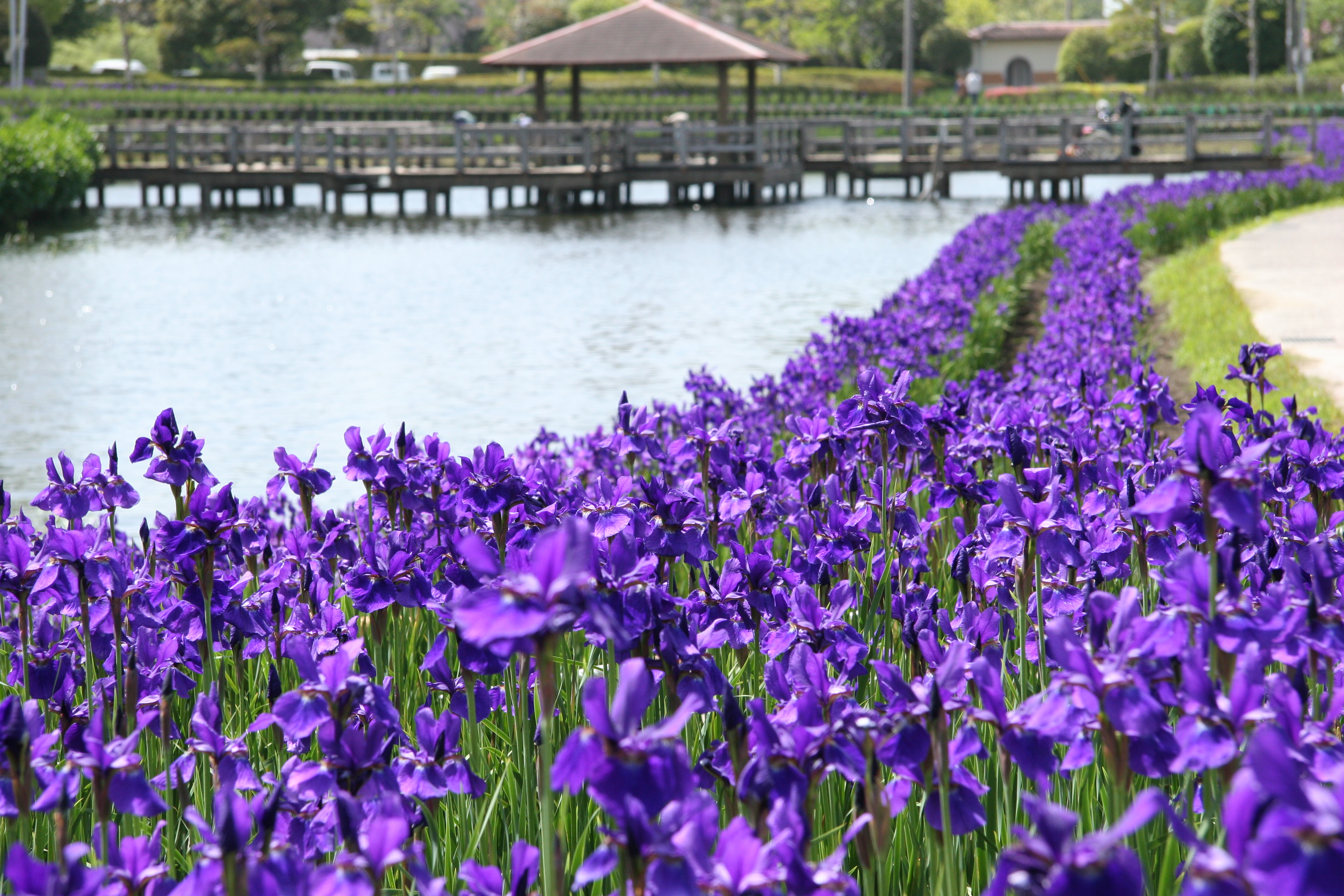 都城・早水公園の真実｜42万本のあやめと髪長姫伝説の魅力を徹底解剖