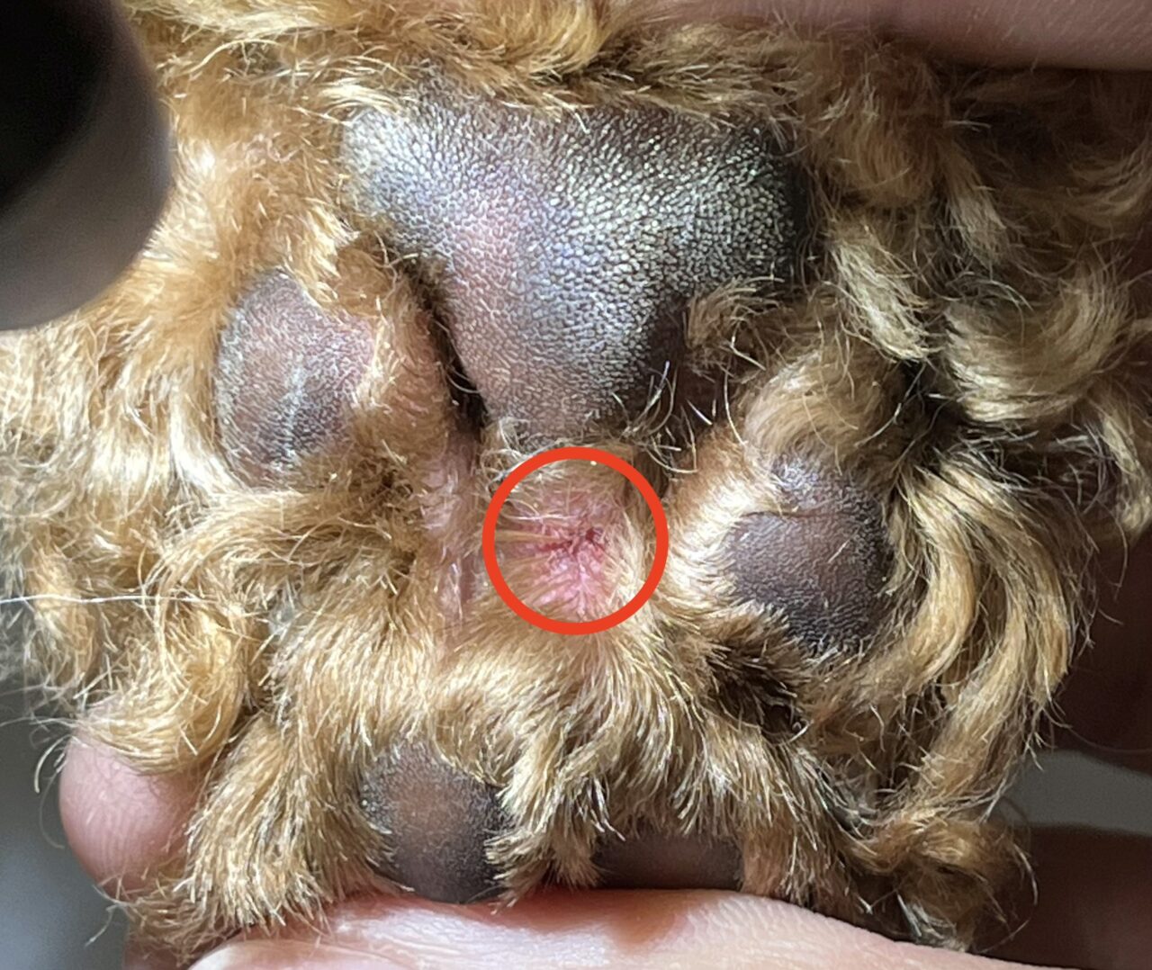 蜂に刺された犬の危険サインと応急処置！顔の腫れ・ショック症状の最新対策