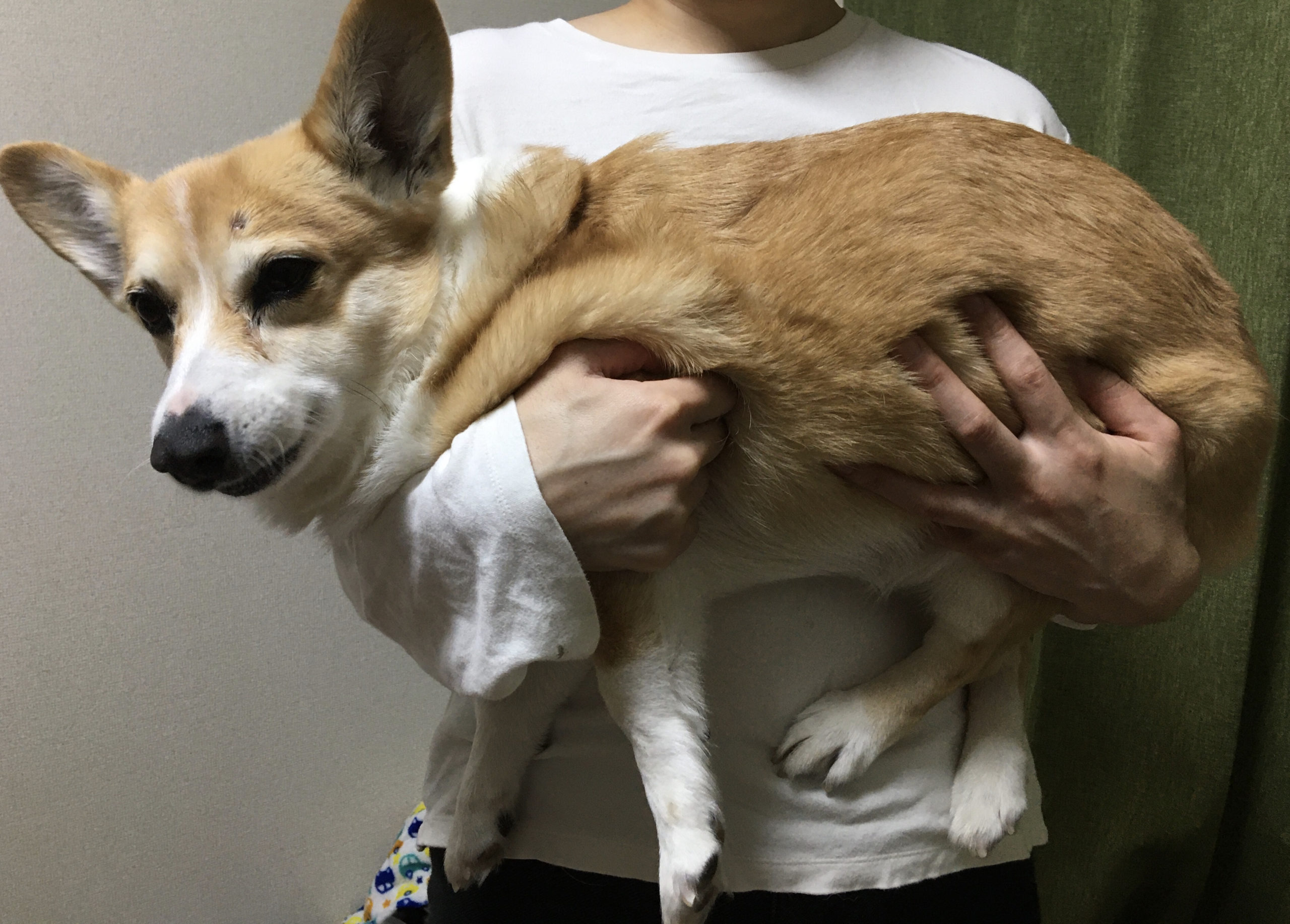 愛犬が嫌がる抱っこの仕方5つ｜プロが教える正しいホールドの全手順