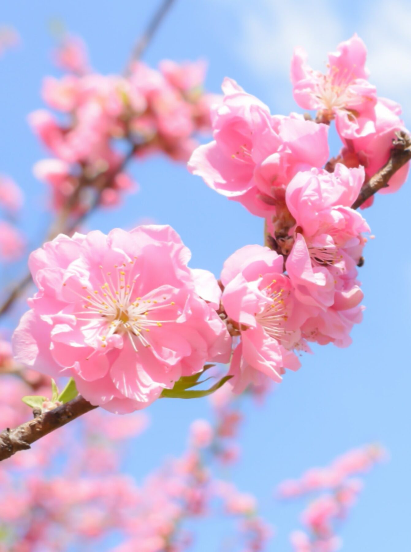 花桃の見頃と桜・梅との違いは？実の毒性の真相から名所・育て方まで解説
