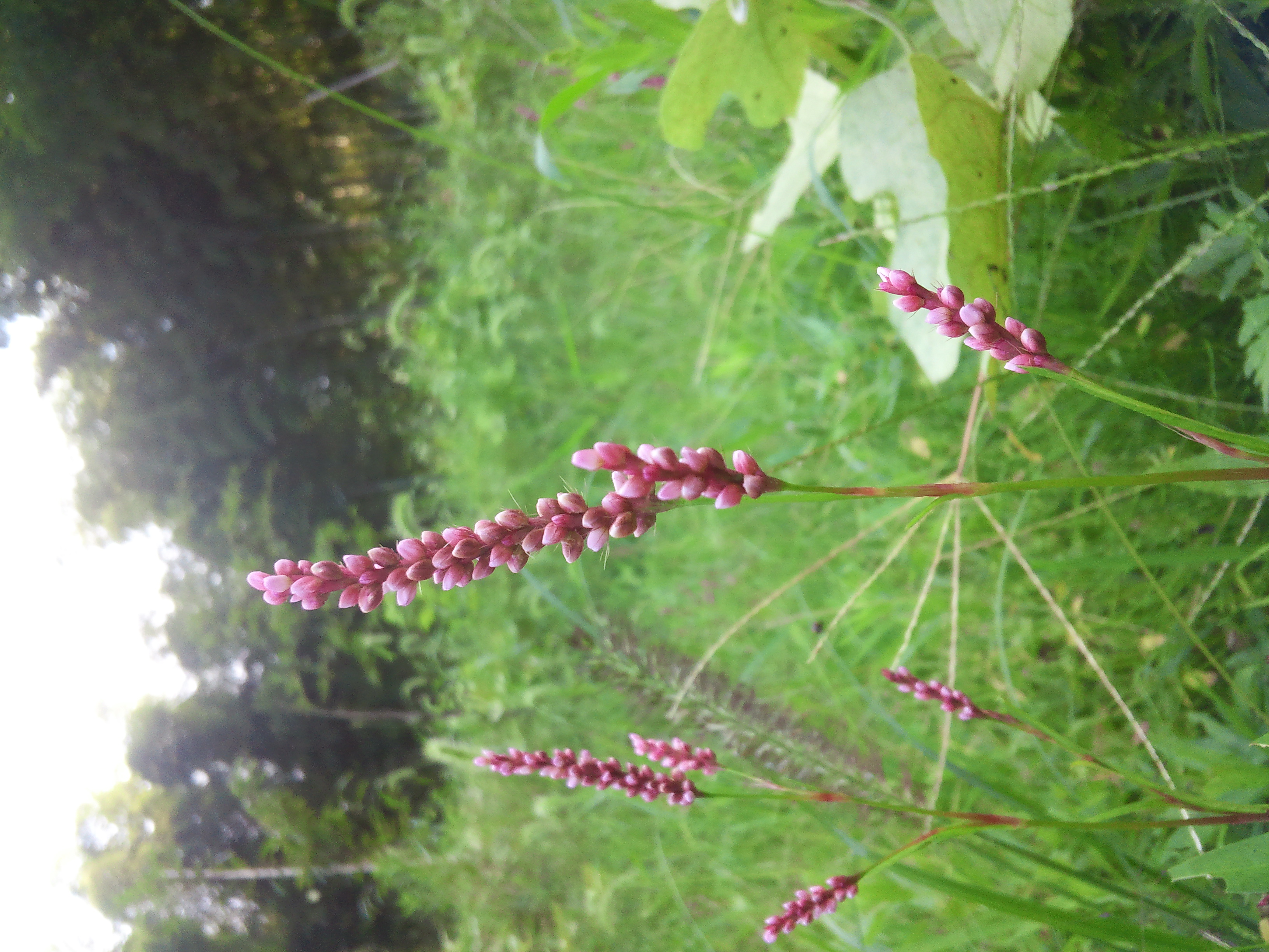 道端の野の花図鑑2026｜名前の調べ方から意外な毒性・花言葉まで解説